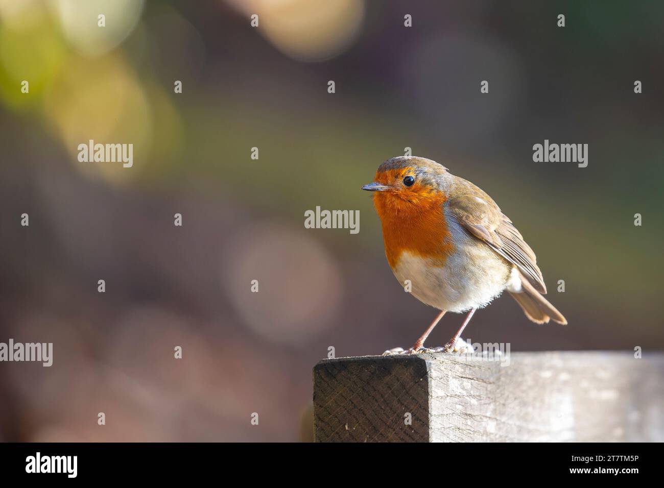 Kidderminster, Großbritannien. November 2023. Wetter in Großbritannien: Nach einem frostigen Start genießen die einheimischen Tiere heute dringend benötigten Sonnenschein. Ein robin-Vogel sitzt auf einer Parkbank und saugt ein paar willkommene Sonnenstrahlen auf. Quelle: Lee Hudson/Alamy Live News Stockfoto