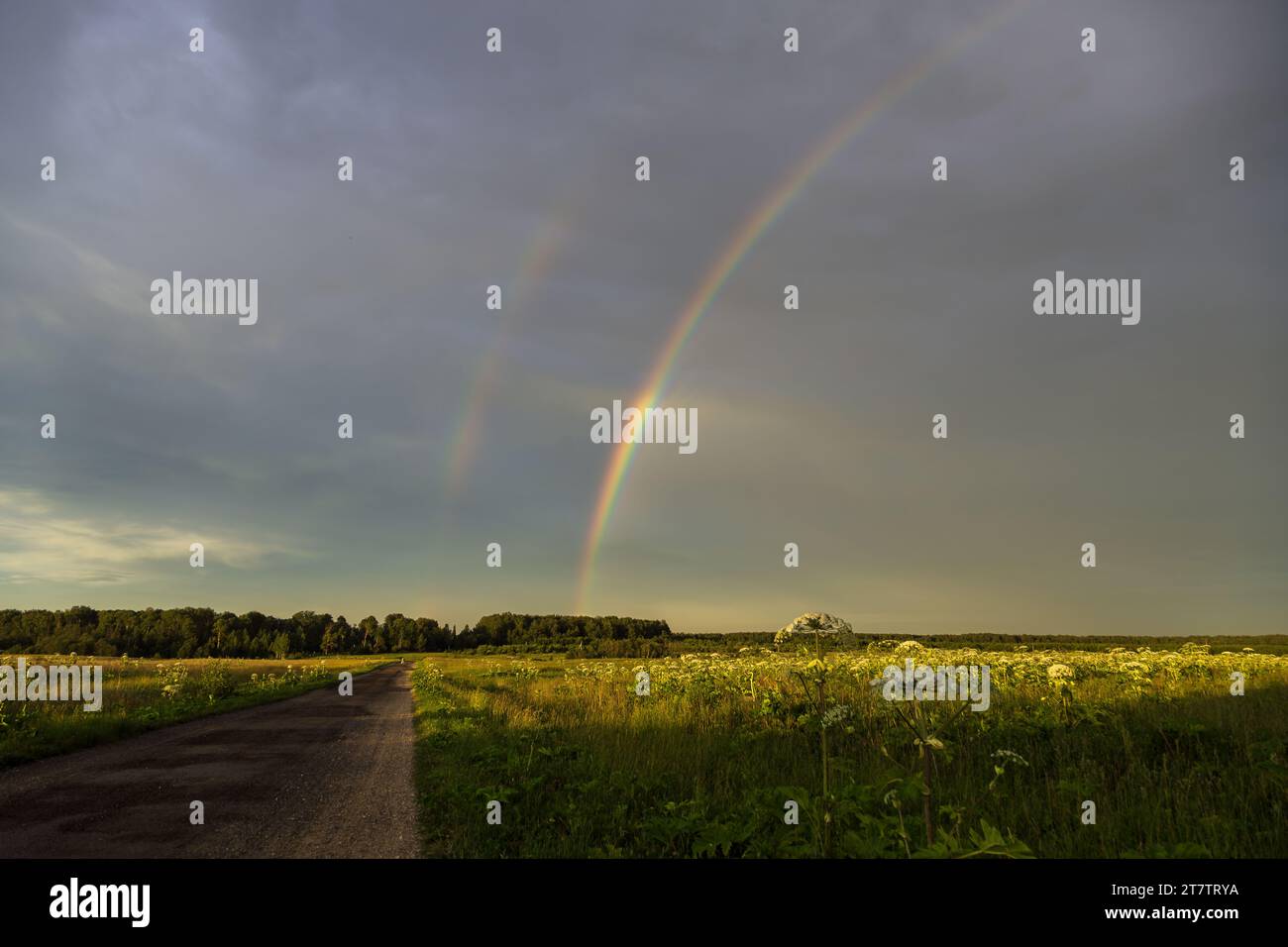 Sosnowskys Hogweed Heracleum sosnowskyi gefährliche invasive Pflanze Stockfoto