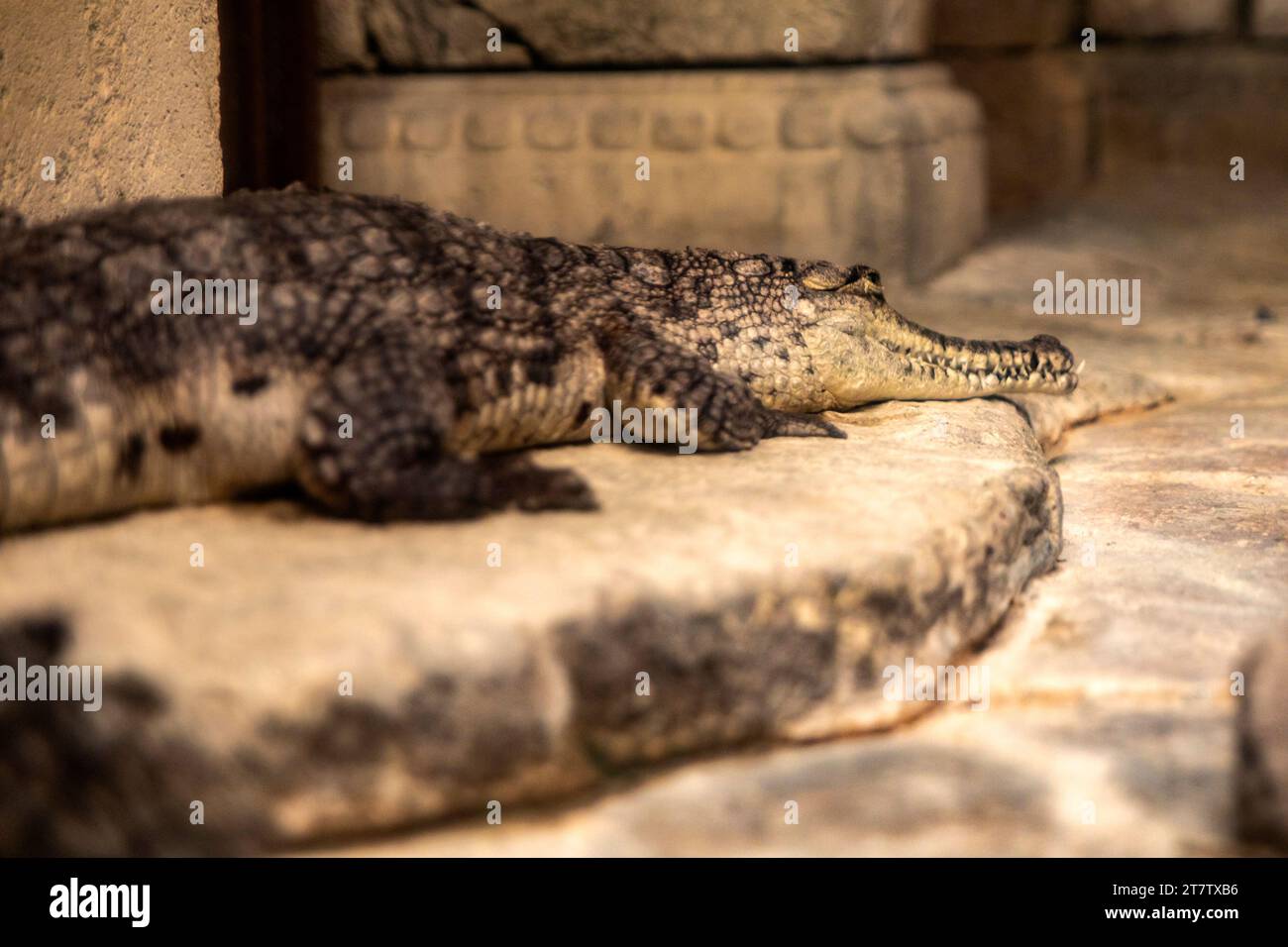 Wunderschöne und große Krokodile im Shark Reef Aquarium im Mandalay Bay Resort and Casino auf dem Las Vegas Strip, gelegen am Sin City Boulev Stockfoto