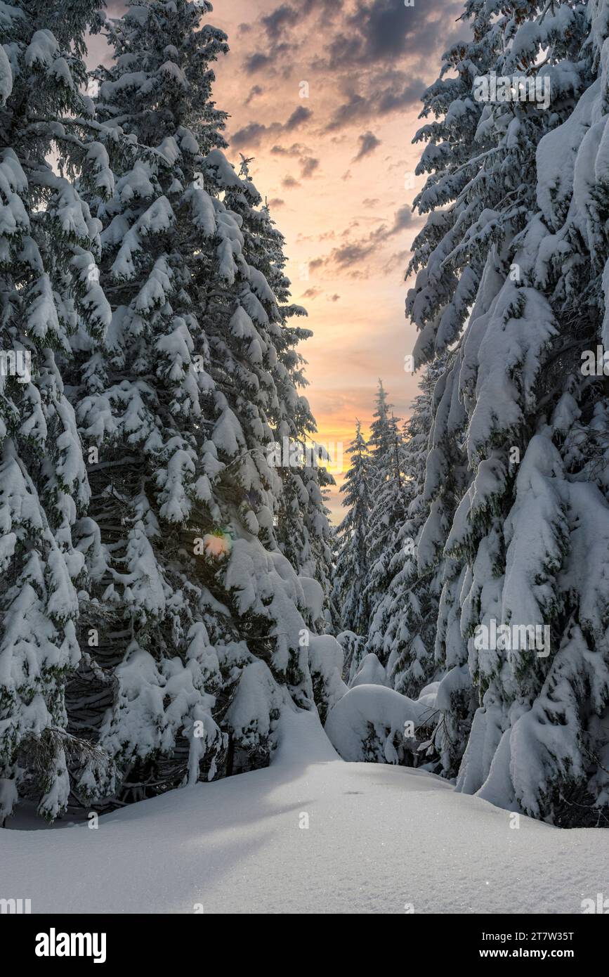 Friedlicher Winterhintergrund. Echter Winter. Hohe Fichtenbäume, die bei Sonnenuntergang von Schnee bedeckt sind. Hochformat Stockfoto