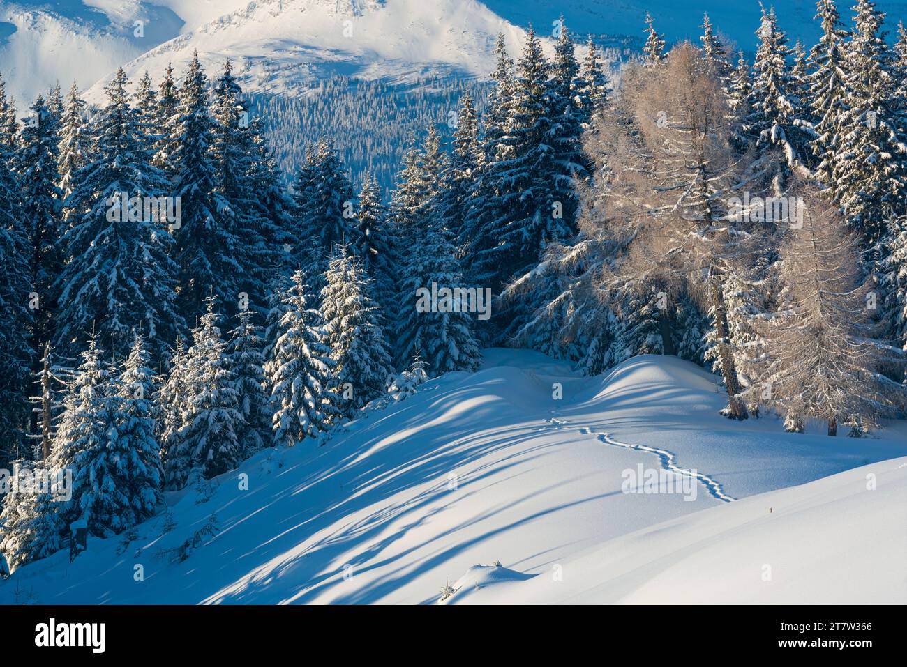 Malerischer Pfad in der winterlichen Bergwelt. Wilde Naturlandschaft in den Bergen Stockfoto