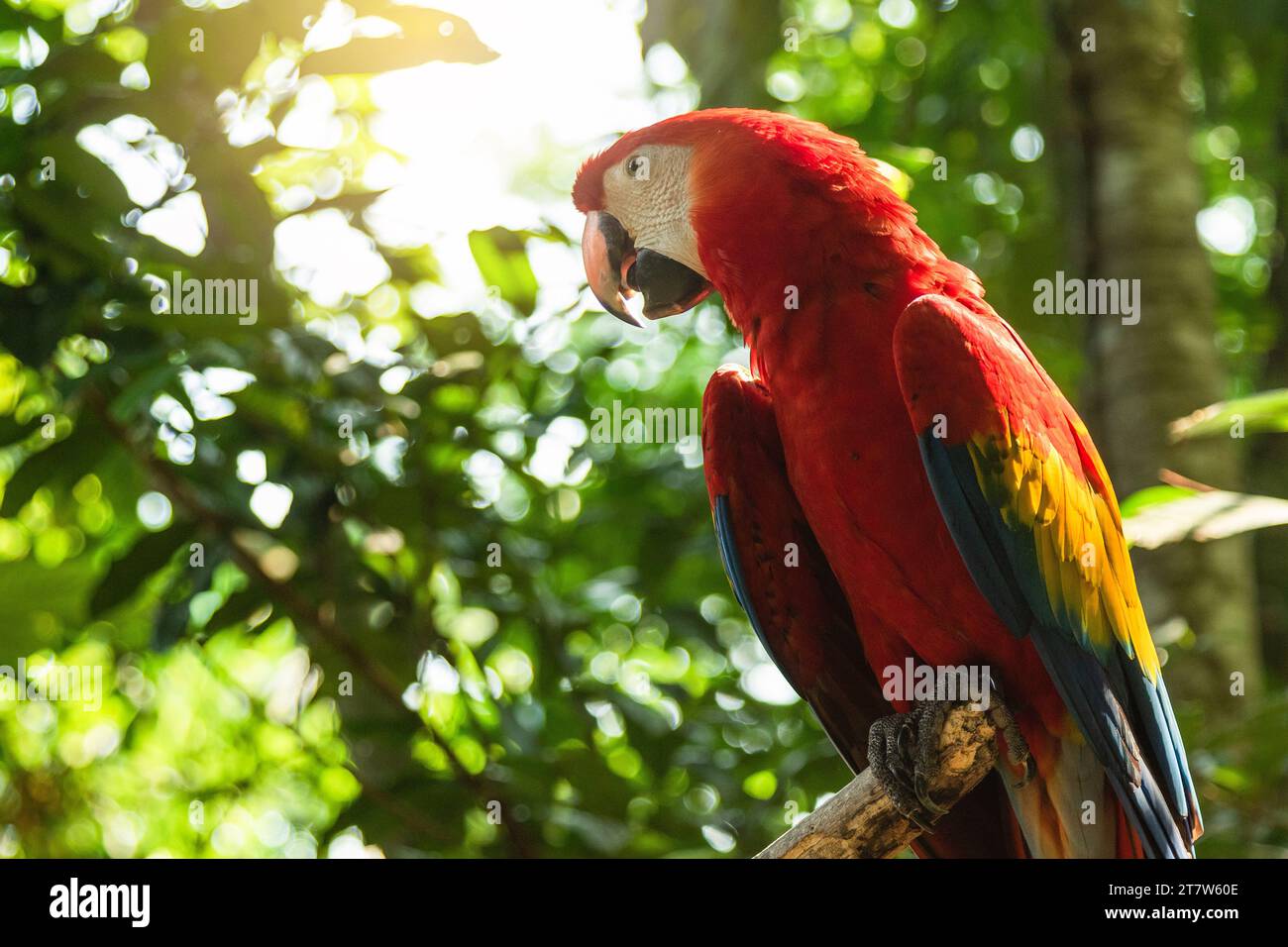 Scharlachroter Ara Papagei sitzt auf dem Ast im wilden Dschungel Stockfoto
