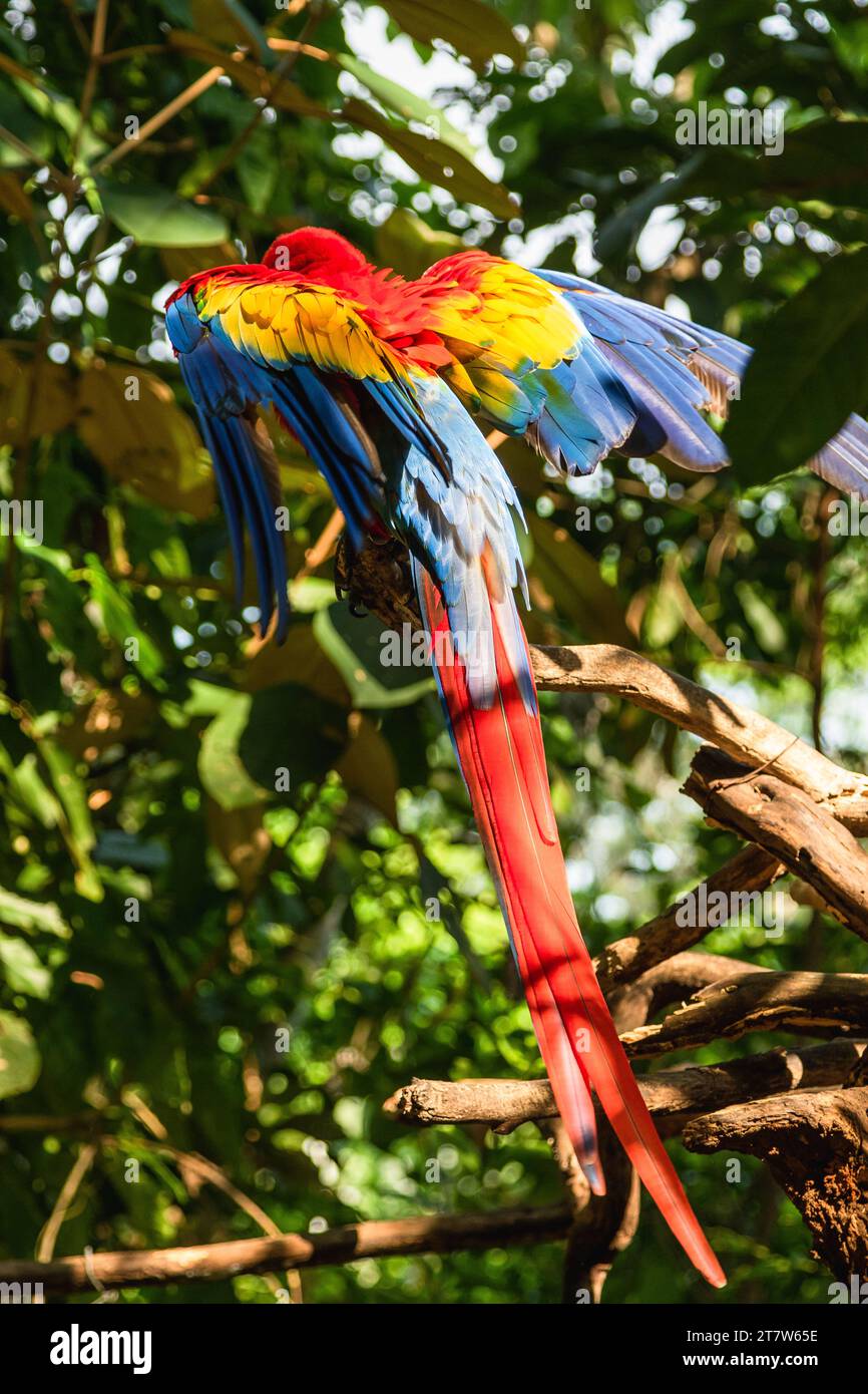 Scharlachroter Ara Papagei sitzt auf dem Ast im wilden Dschungel Stockfoto