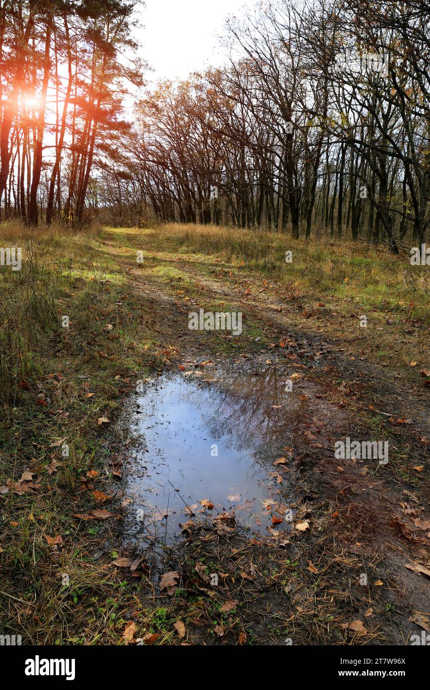 Landschaft mit Pfütze auf einem Feldweg im Herbstwald Stockfoto