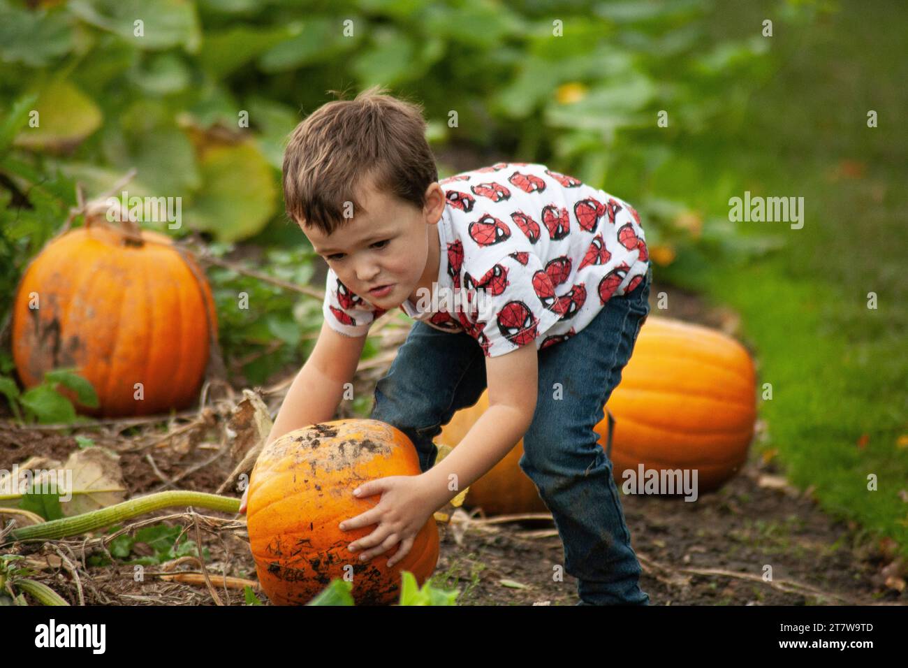 Der entschlossene Junge nimmt sich der Herausforderung an, seinen ersten Kürbis vom Pflaster zu pflücken. Die Begeisterung, wenn er mit dem Gewicht kämpft Stockfoto