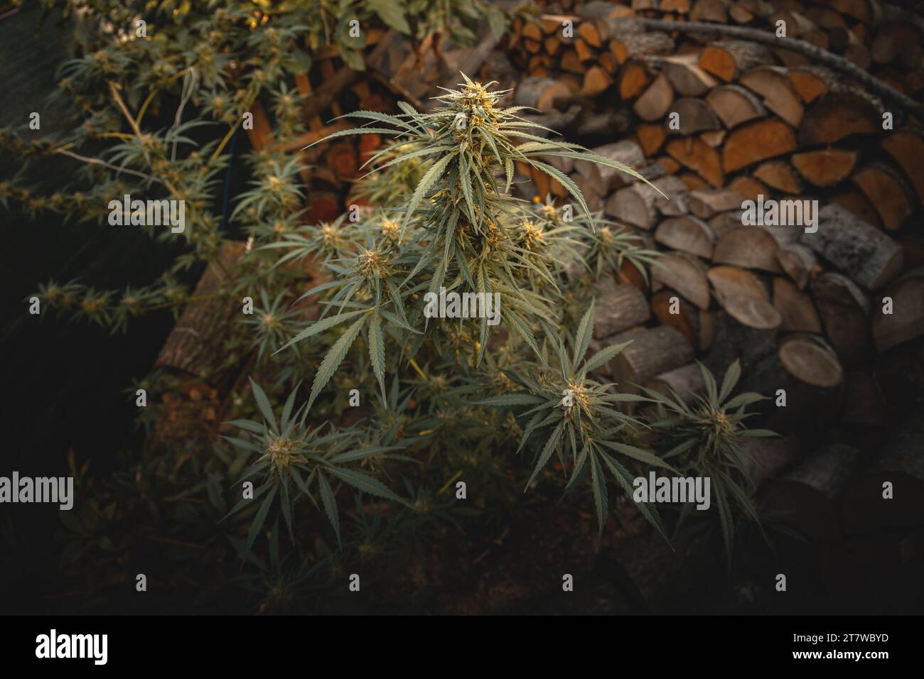 Marihuanapflanze in den letzten Stadien der Blüte im Freien. Ernte eine Knospe an einer Cannabispflanze Stockfoto