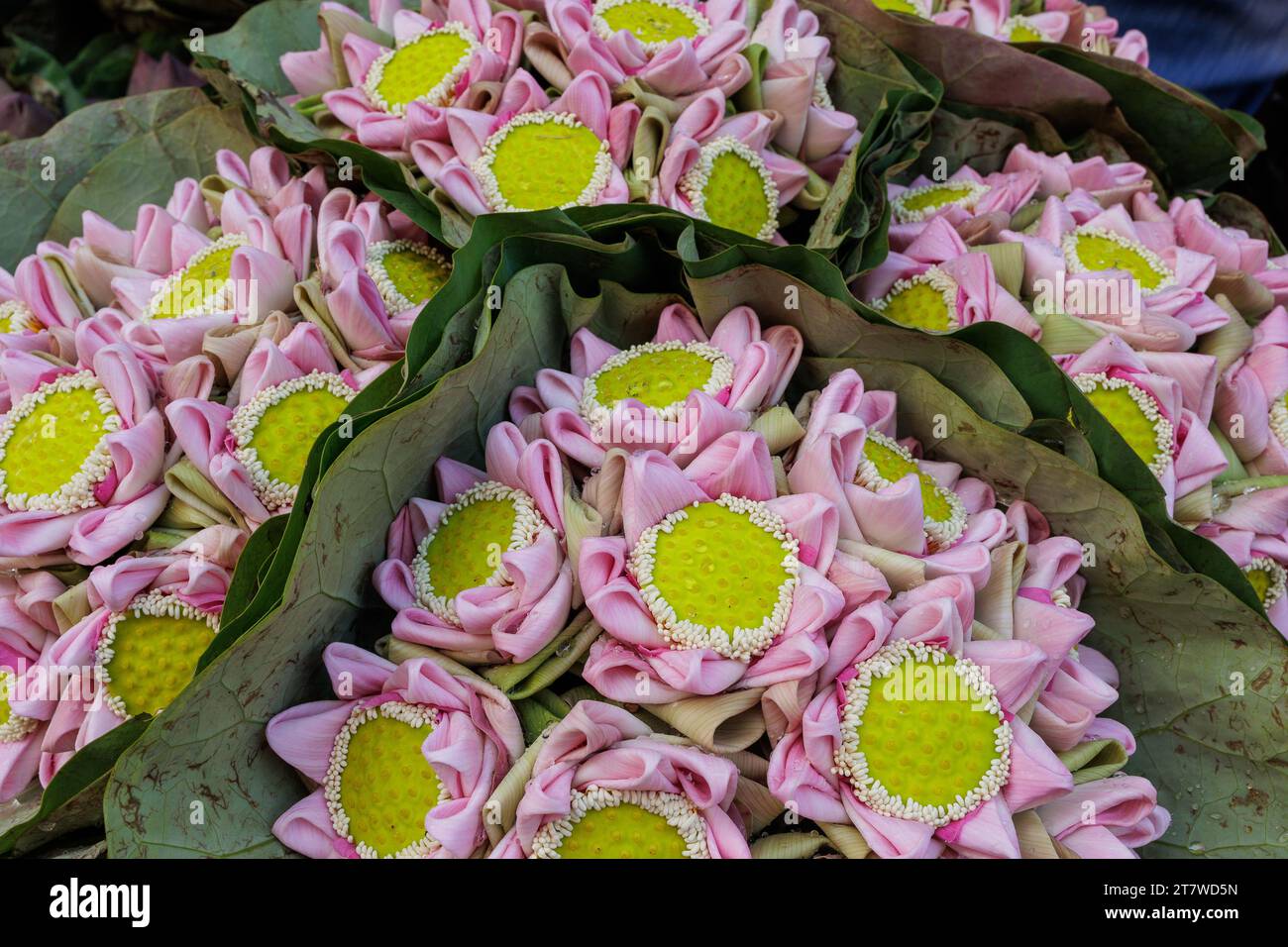 Frisches Lotus-Buddhismus-Angebot auf dem Blumenmarkt in Bangkok. Stockfoto