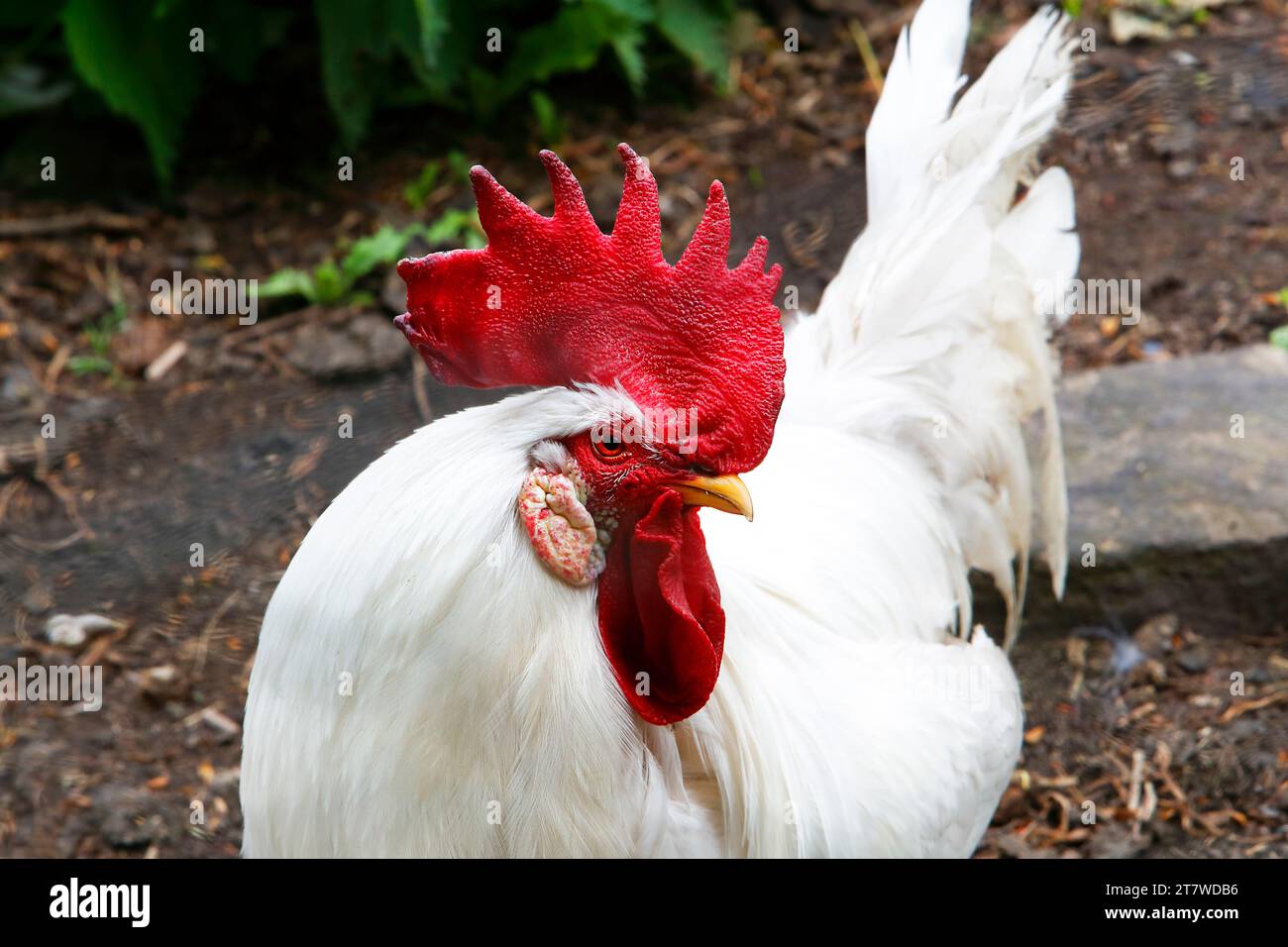 Leghornhähnchen (Gallus gallus domesticus) Leghornhähnchen sind gute Schichten weißer Eier. Stockfoto