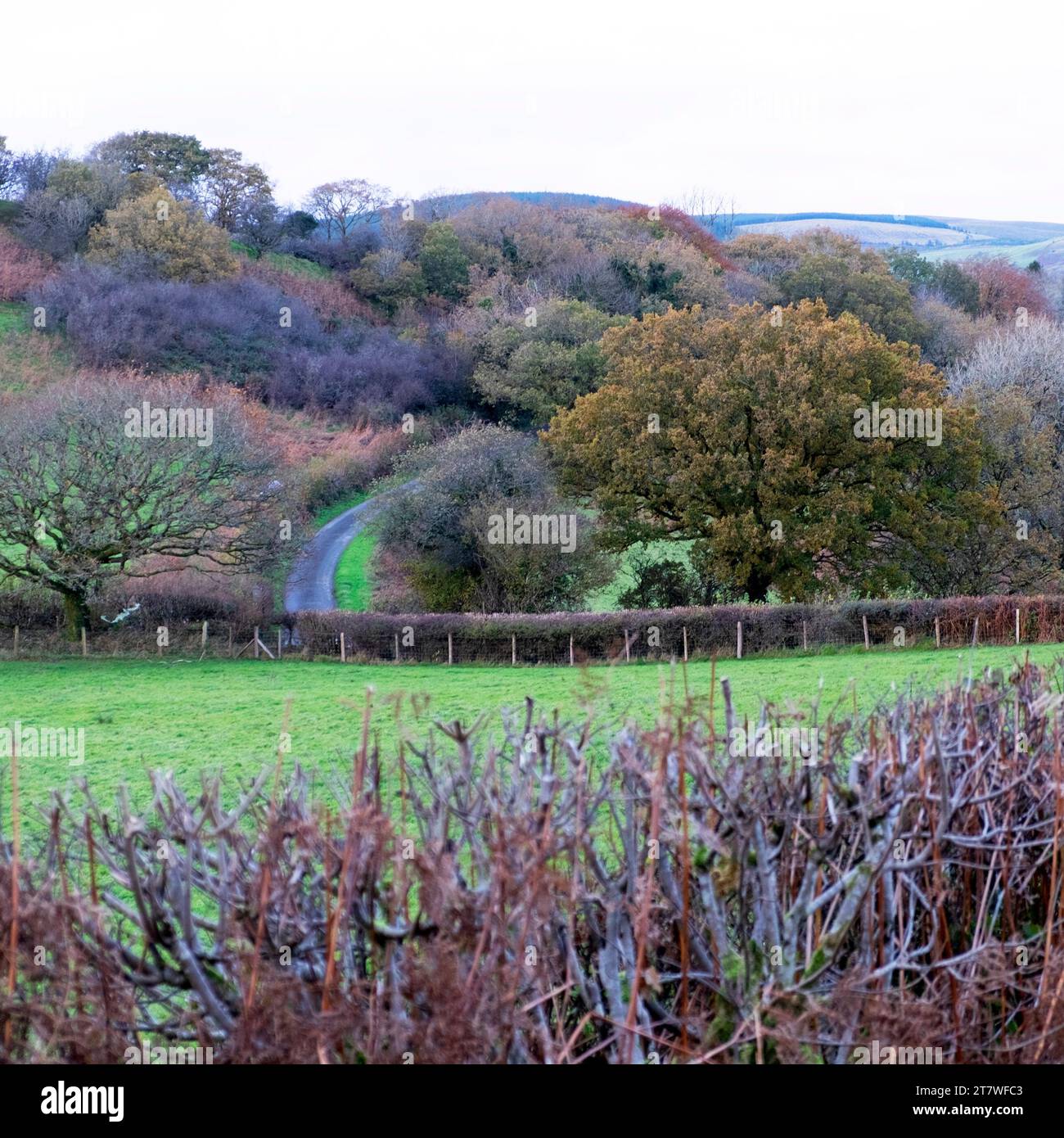 Blick auf die Landschaft auf die Gassen Herbstfarben November in den Hügeln von Dyfed Carmarthenshire Wales Großbritannien 2023 Großbritannien KATHY DEWITT Stockfoto