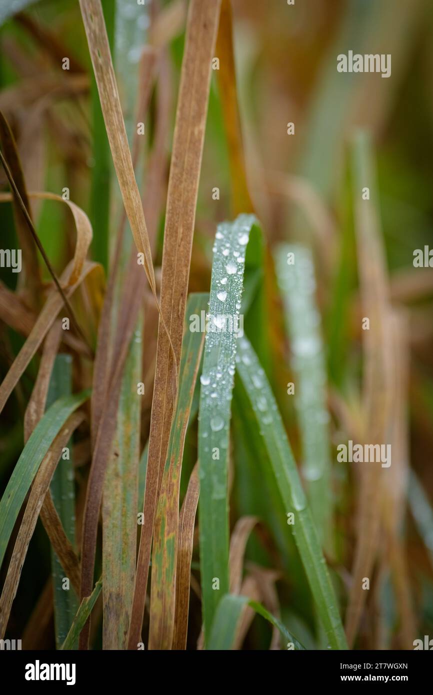 Tautropfen auf Gras während der Herbstsaison Stockfoto