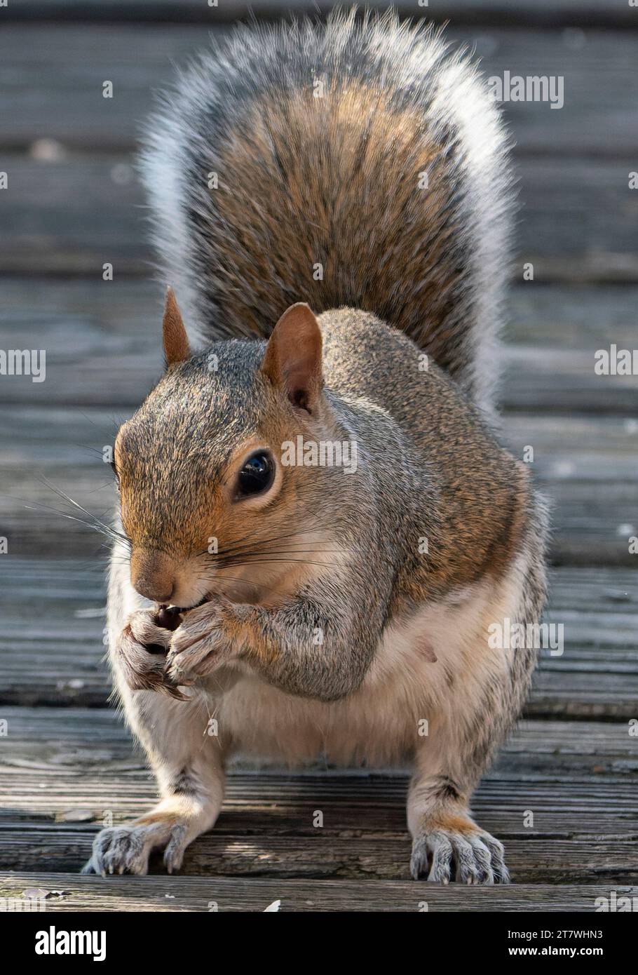 Ein Eichhörnchen kommt an Deck an Stockfoto