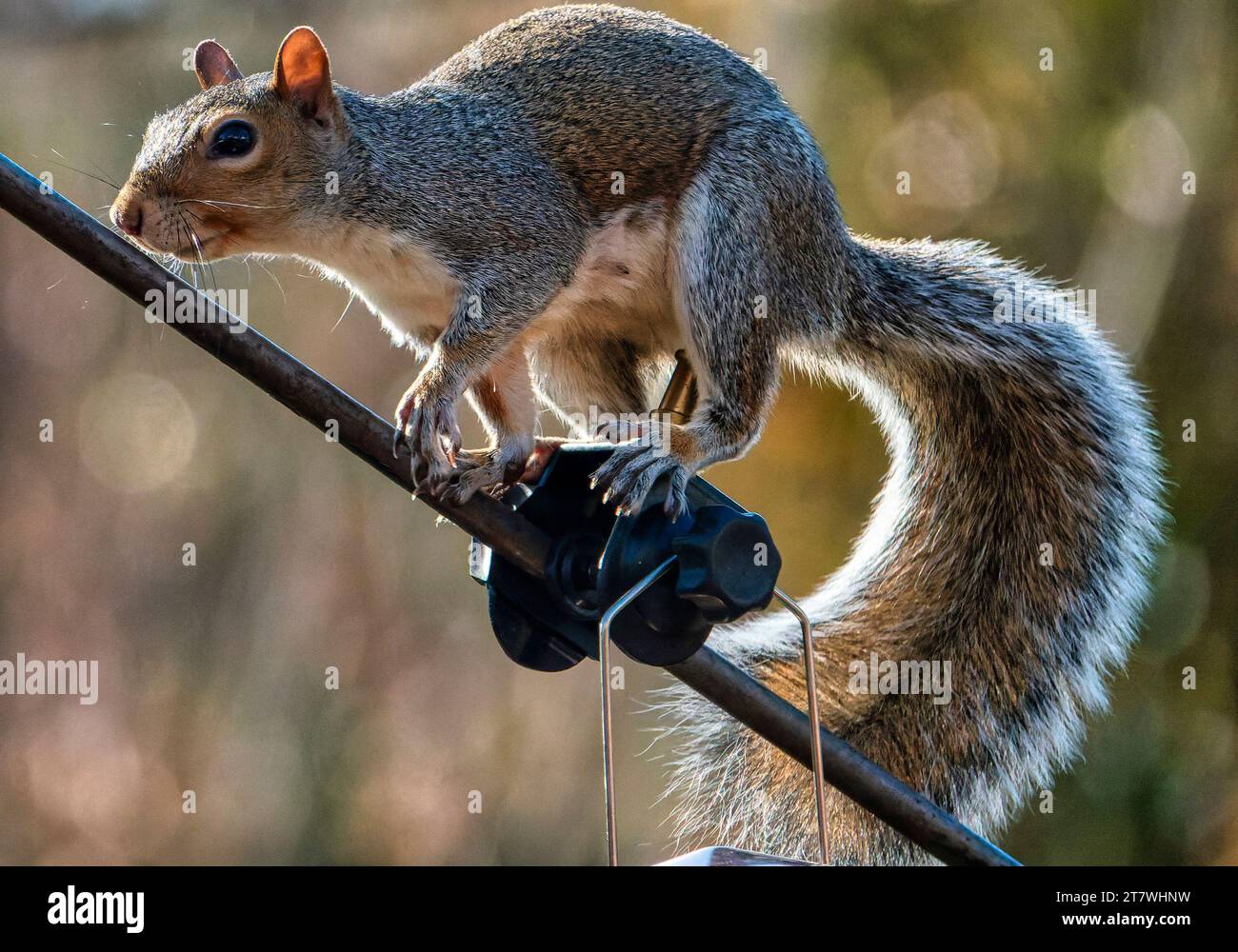 Ein Eichhörnchen kommt an Deck an Stockfoto
