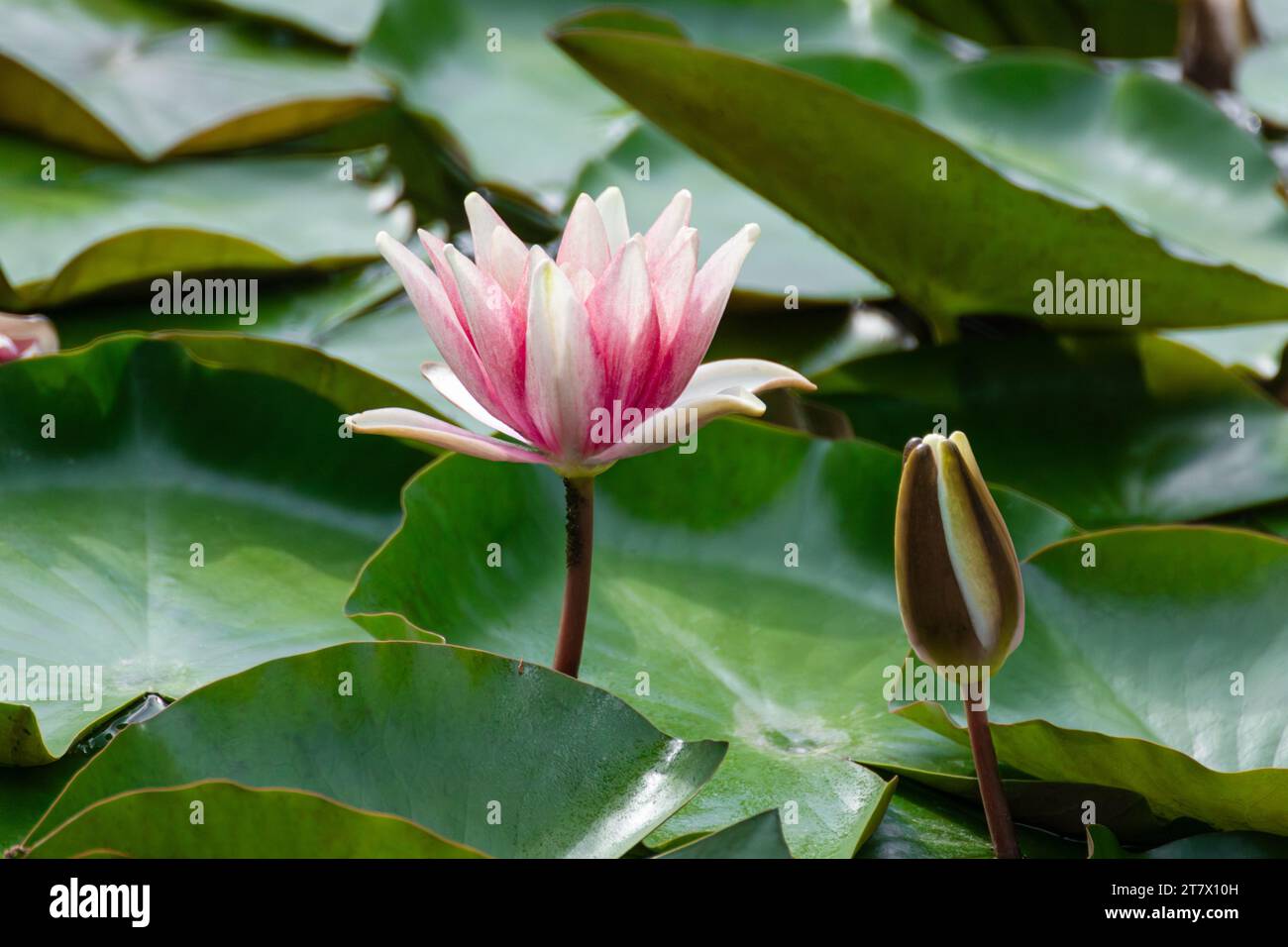 Rosa wasserlilie Blüte und Knospen Blüte. Lotus mit grünen Blättern auf Teich Nahaufnahme Stockfoto