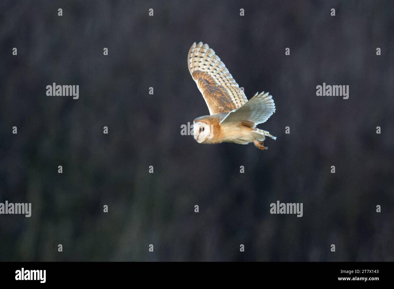 Schleiereule Tyto Alba im Flug. UK Stockfoto