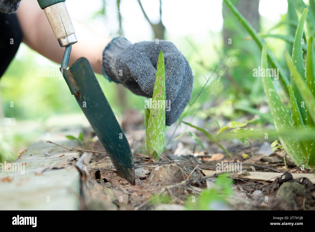 Die Hände des Bauern Pflanzen Aloe-Vera-Setzlinge um. Stockfoto