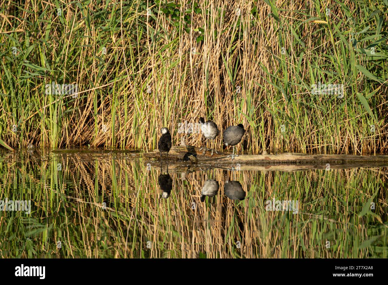 Eurasische Hühnchenvögel sitzen auf Baumstamm in grünem Schilf im Wasser mit Reflexion unter strahlender Sonne, gewöhnliche Hühnchenvögel, die Federn aus der Nähe reinigen. Wildl Stockfoto