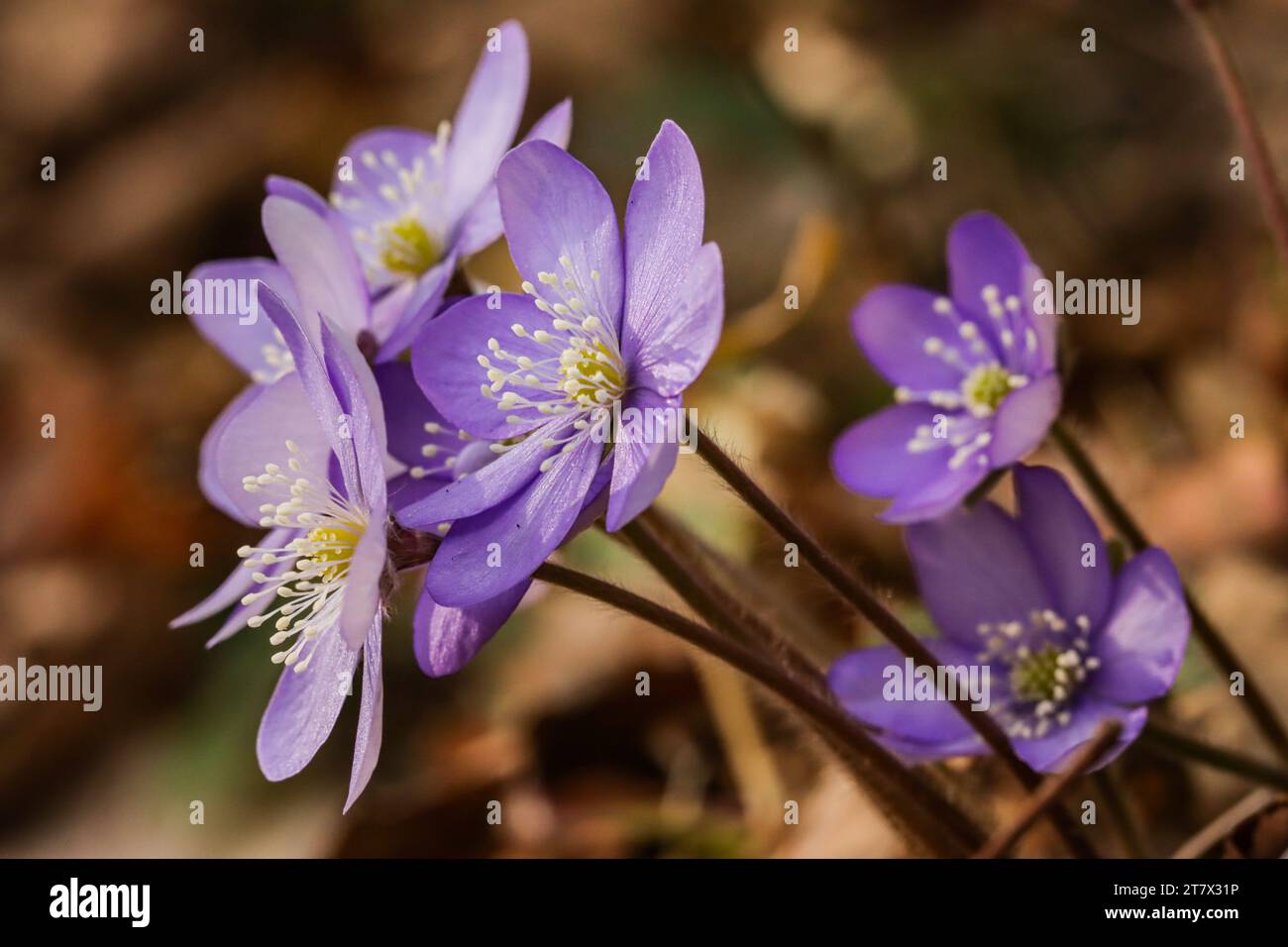 Leberblatt, Leberkraut (hepatica nobilis), Kidneykraut, Nadelkraut Stockfoto