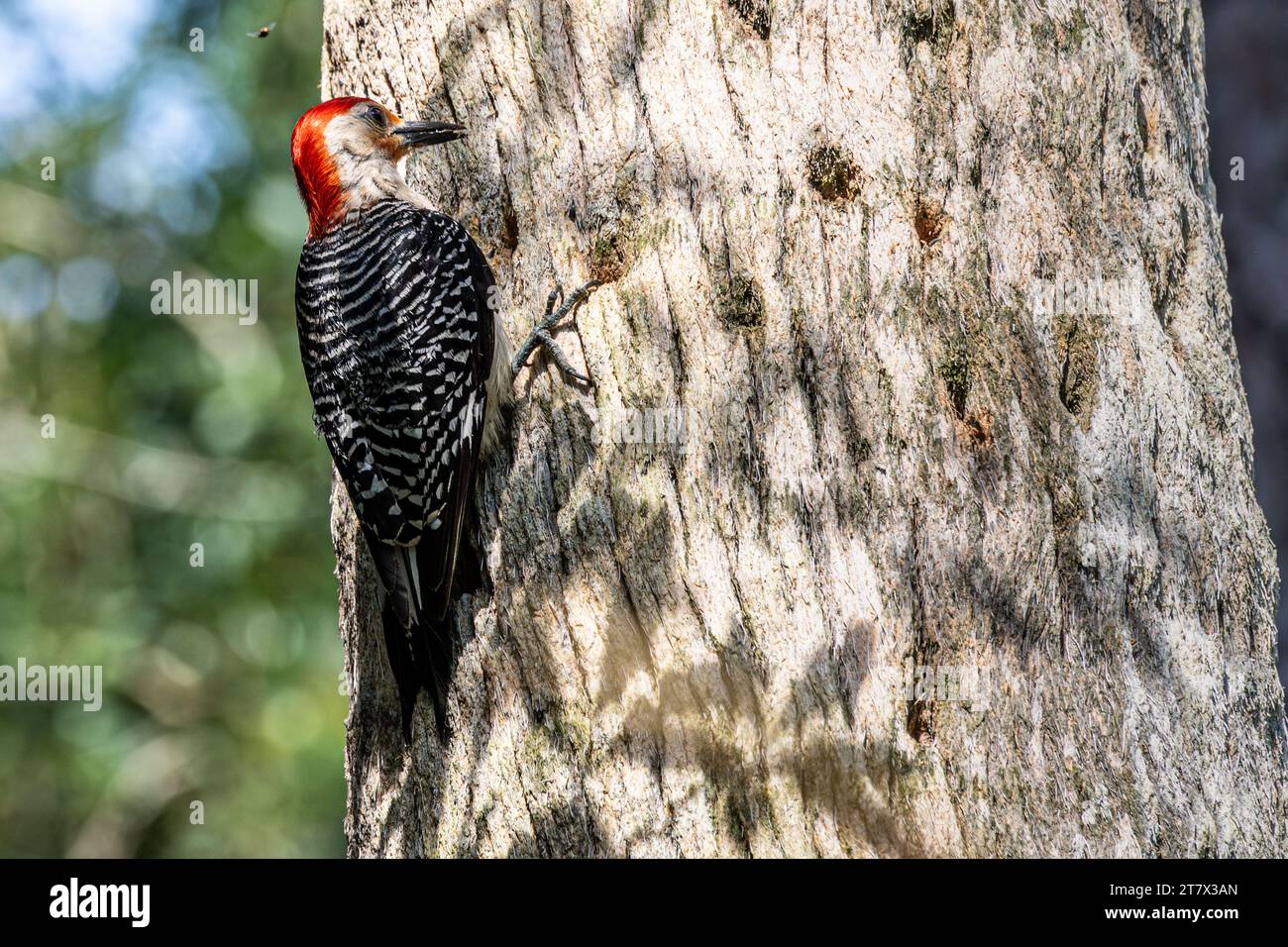 Rotbauchspecht (Melanerpes carolinus) auf einer Palme in Ponte Vedra Beach, Florida. (USA) Stockfoto