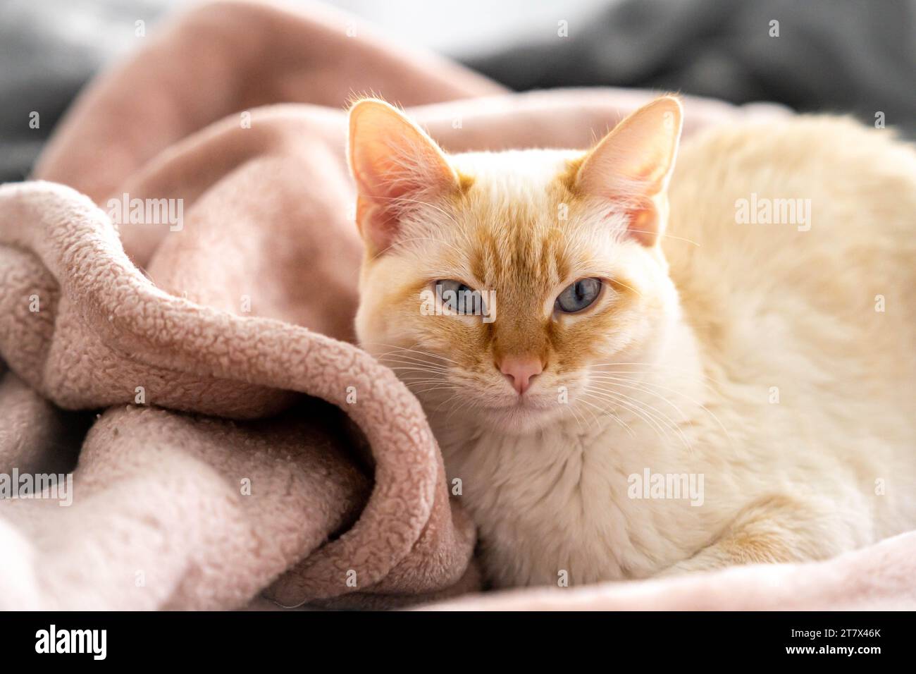 Flammpunkt Siam White Cat, kuschelig auf rosa Decke Stockfoto