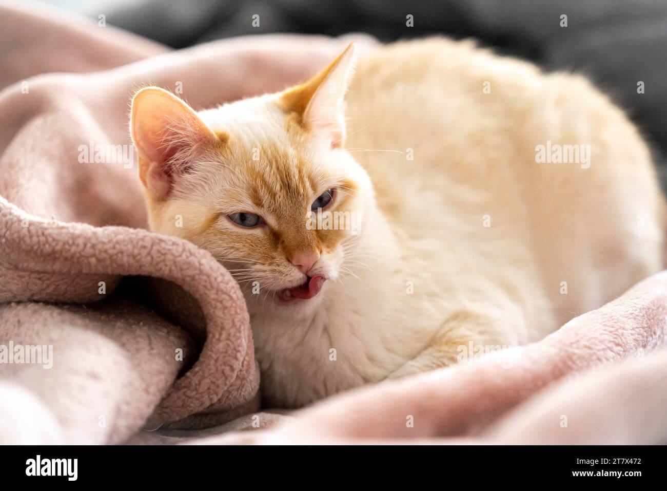 Flammpunkt Siam White Cat, kuschelig auf rosa Decke Stockfoto