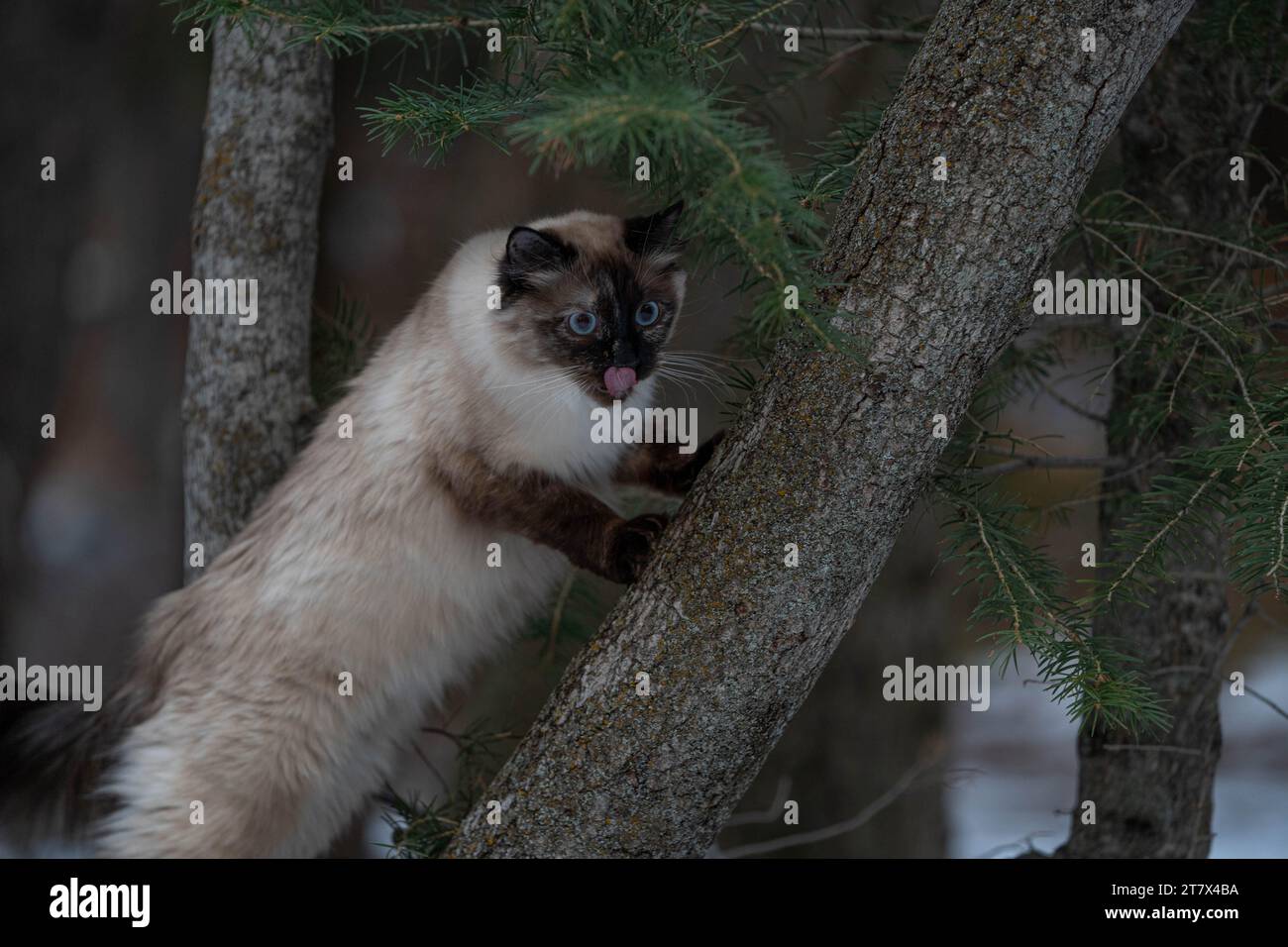 Siamesische Ragdoll Katze im Baum Stockfoto