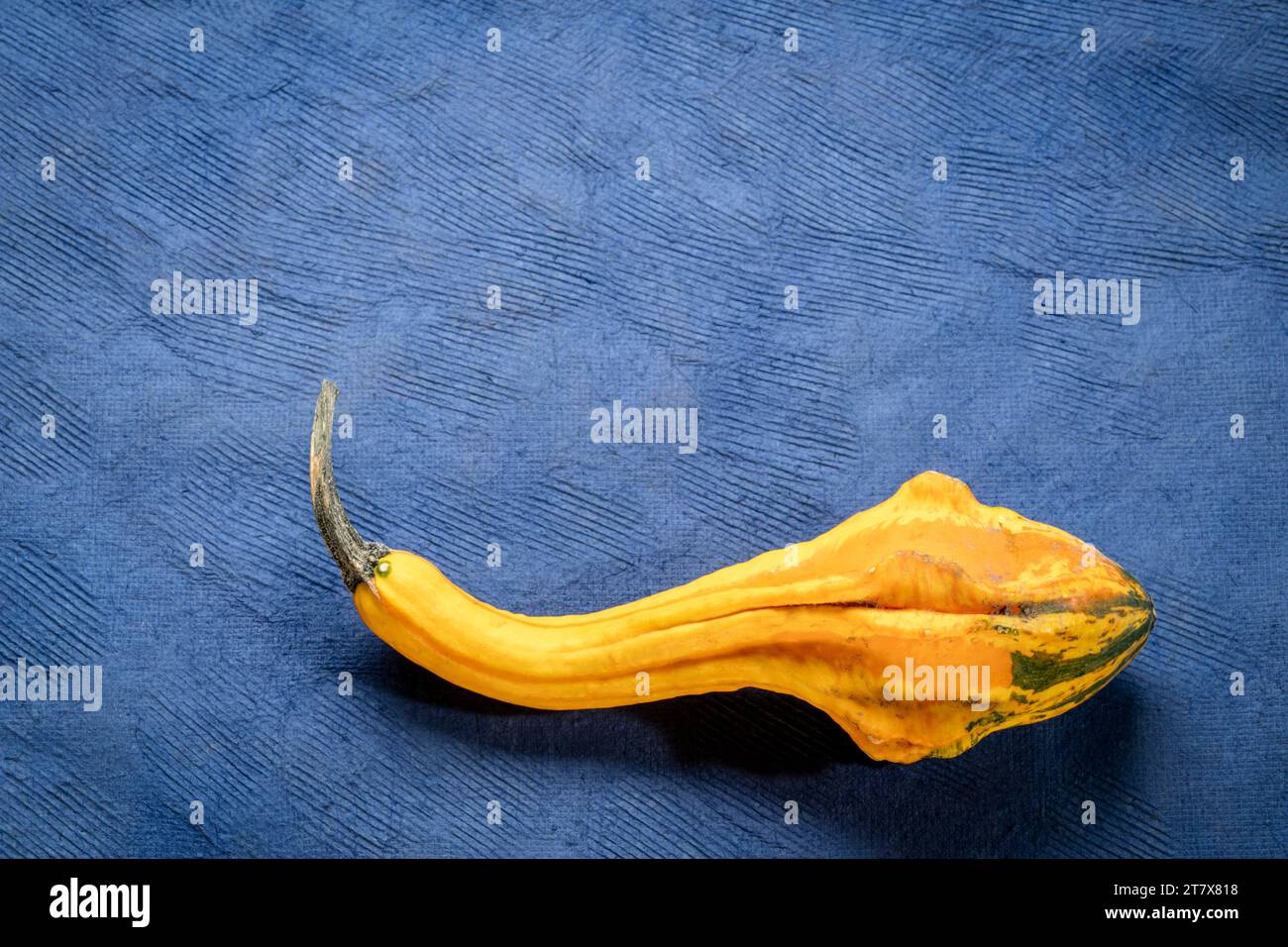 Kleiner dekorativer Kürbis auf blauem, handgefertigtem, strukturiertem Rindenpapier mit Kopierraum, Herbsterntekonzept Stockfoto