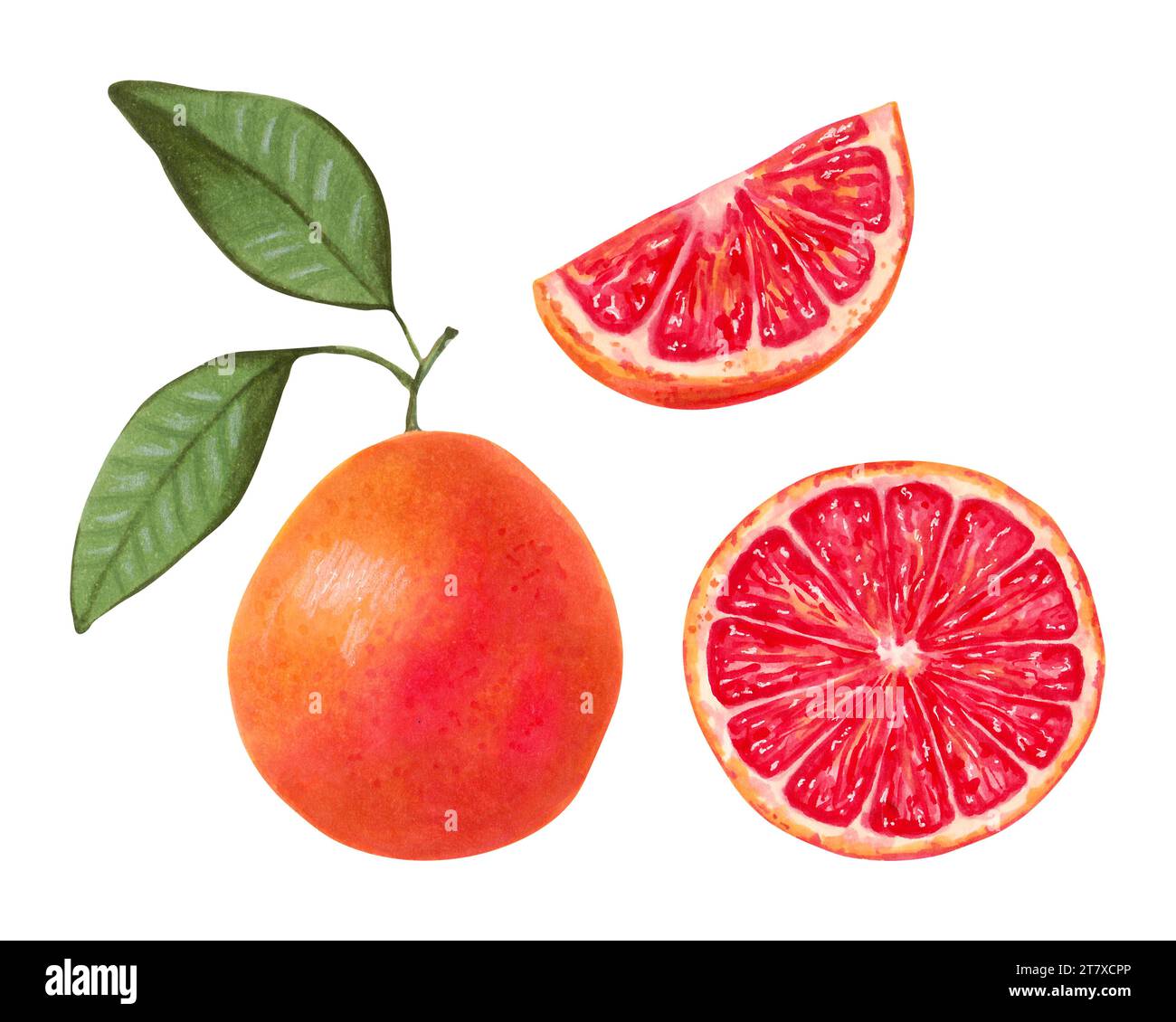 Sammlung von Grapefruit ganz mit Hälfte und Scheibe mit grünen Blättern.ökologisch freundliche Frucht.Marker Illustration in Aquarellstil. Gesunde Ernährung Stockfoto