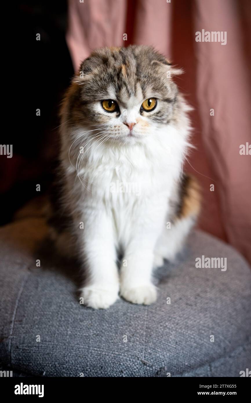 Scottish Fold Calico Cat hat die Ohren gefaltet, die sich im Sitzen in Schach gestellt haben Stockfoto