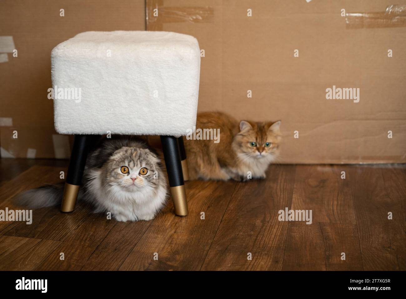 Scottish Fold Cat exotische Katzen hinter und unter dem Hocker Stockfoto