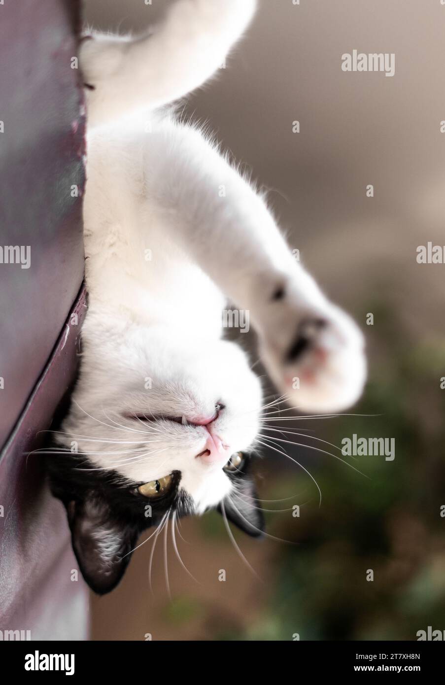 Schwarz-weiße Erwachsene Katze mit gelb-goldenen Augen, die die Pfoten-Kamera spielen Stockfoto