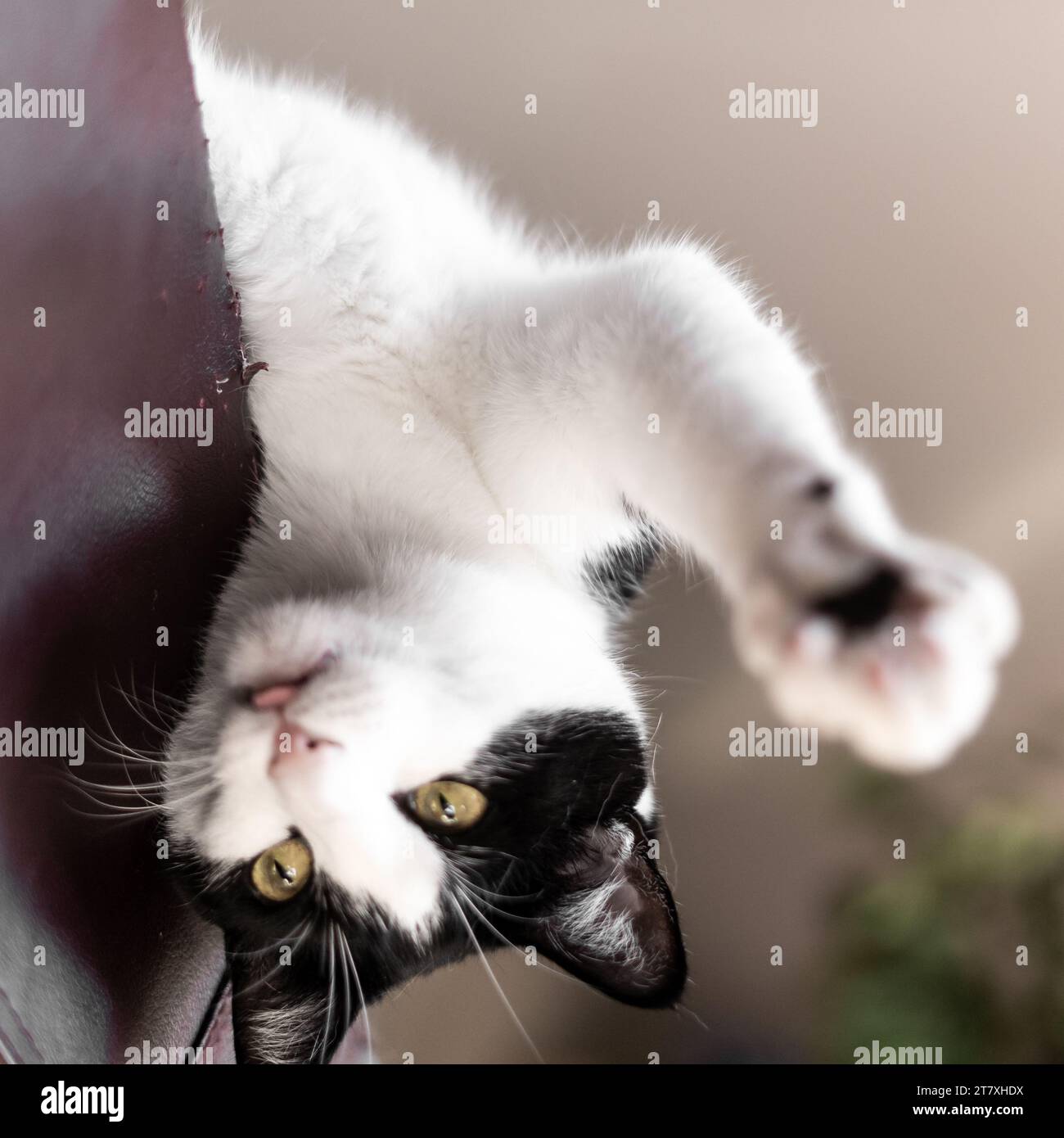 Schwarz-weiße Erwachsene Katze mit gelb-goldenen Augen, die die Pfoten-Kamera spielen Stockfoto