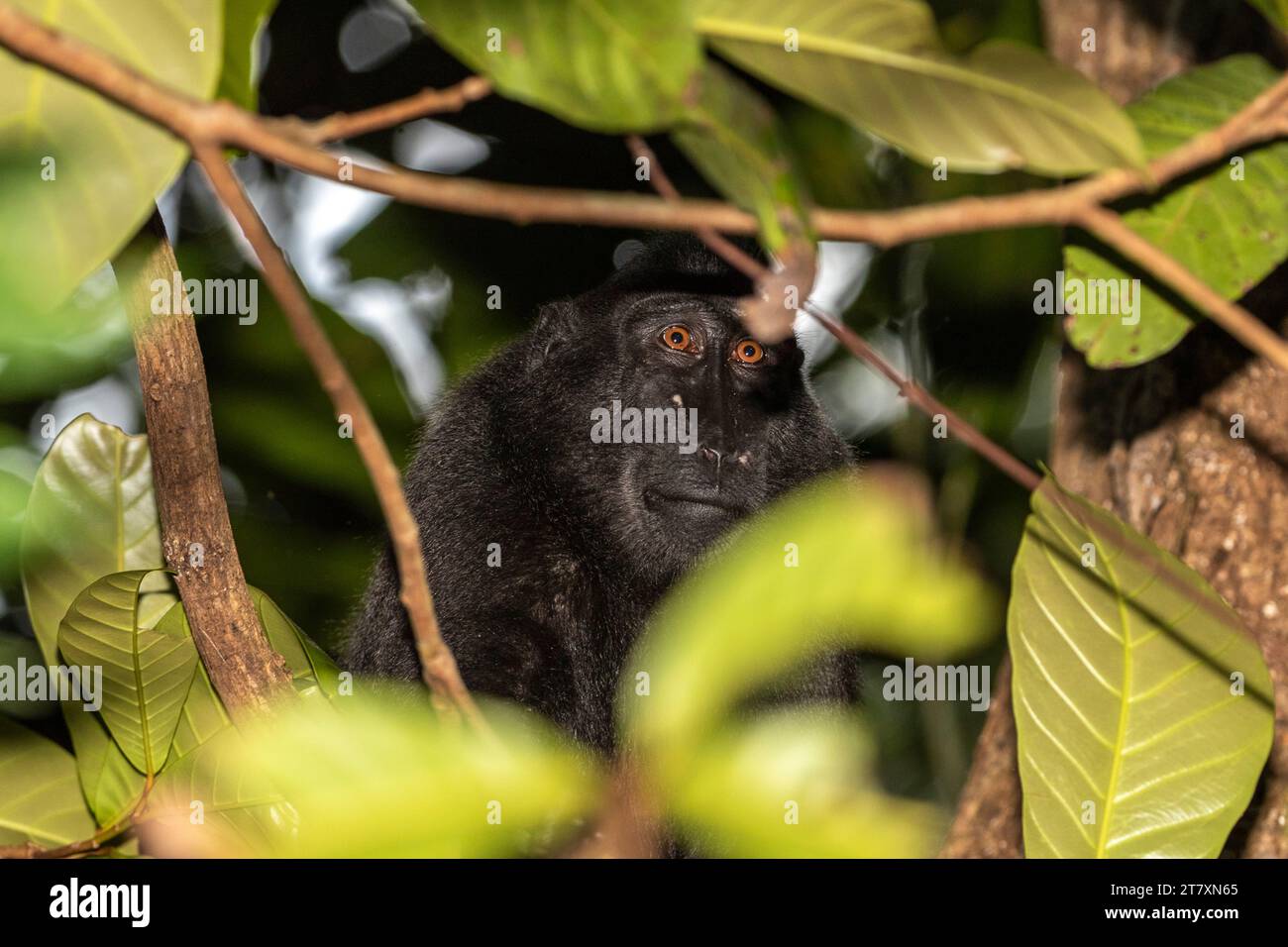 Ein erwachsener Celebes-Kamm (Macaca nigra), der im Tangkoko Batuangus Nature Reserve in Sulawesi, Indonesien, Südostasien auf der Suche ist Stockfoto