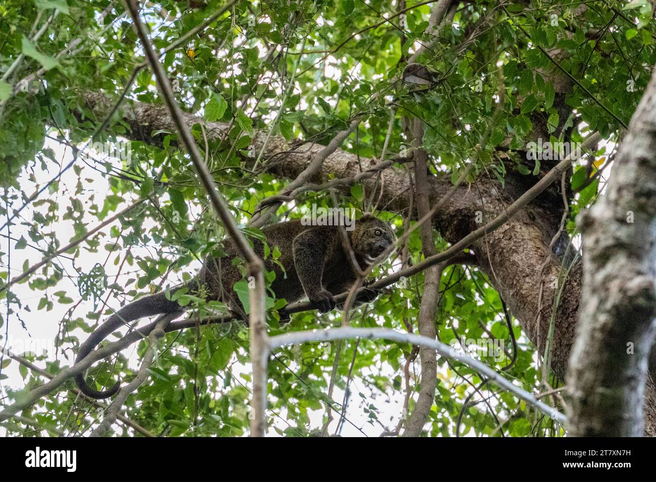 Ein ausgewachsener Sulawesi-Bär cuscus (Querruder ursinus), in einem Baum im Tangkoko Batuangus Nature Reserve, Sulawesi, Indonesien, Südostasien, Asien Stockfoto