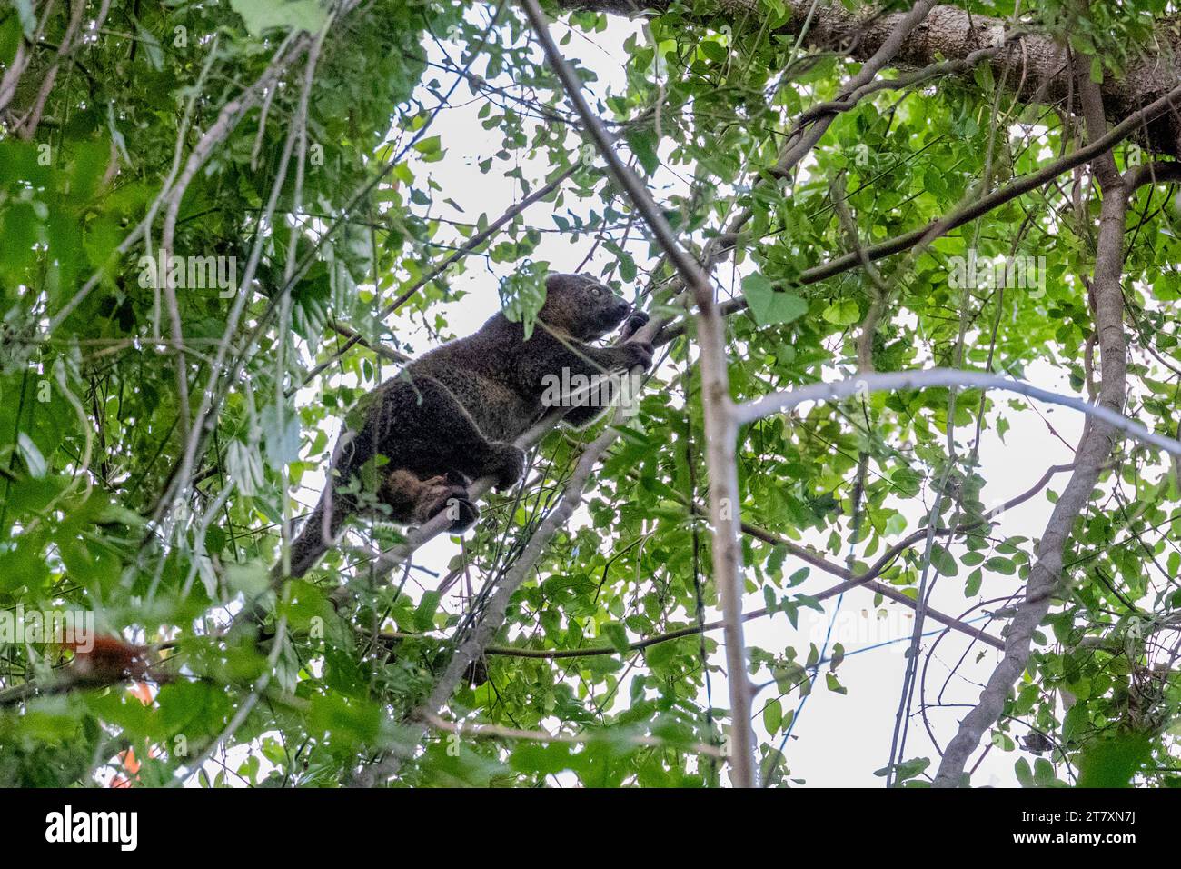 Ein ausgewachsener Sulawesi-Bär cuscus (Querruder ursinus), in einem Baum im Tangkoko Batuangus Nature Reserve, Sulawesi, Indonesien, Südostasien, Asien Stockfoto