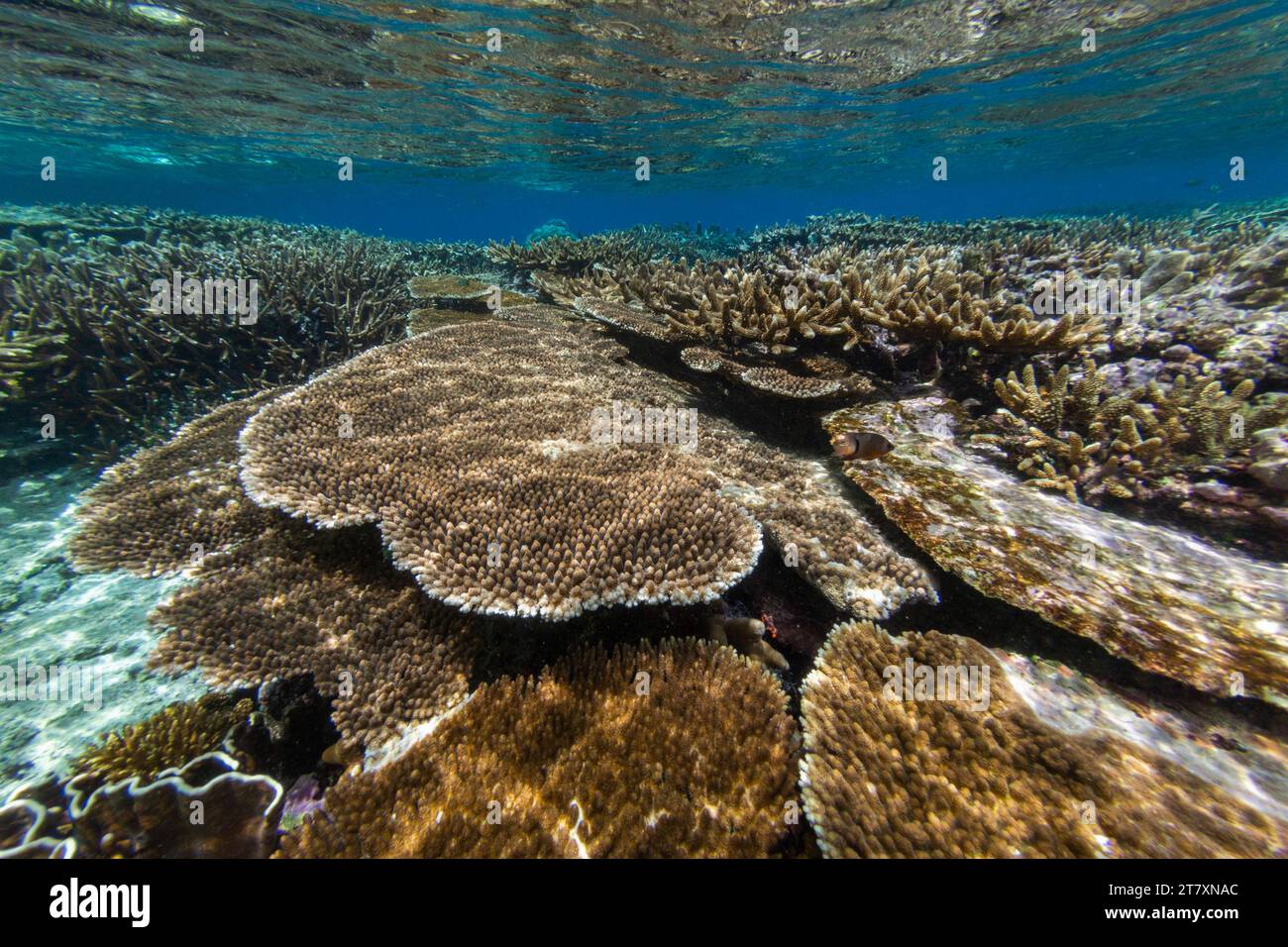 Üppiges Leben im kristallklaren Wasser in den flachen Riffen der Äquatorinseln, Raja Ampat, Indonesien, Südostasien, Asien Stockfoto