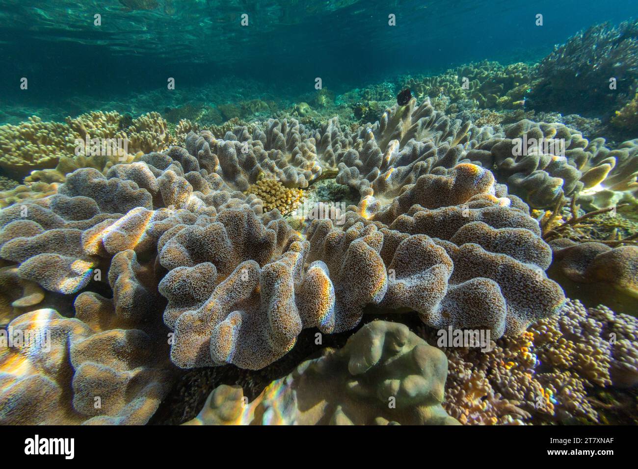 Üppiges Leben im kristallklaren Wasser in den flachen Riffen vor der Freewin Wall in der Nähe von Waigeo Island, Raja Ampat, Indonesien, Südostasien, Asien Stockfoto