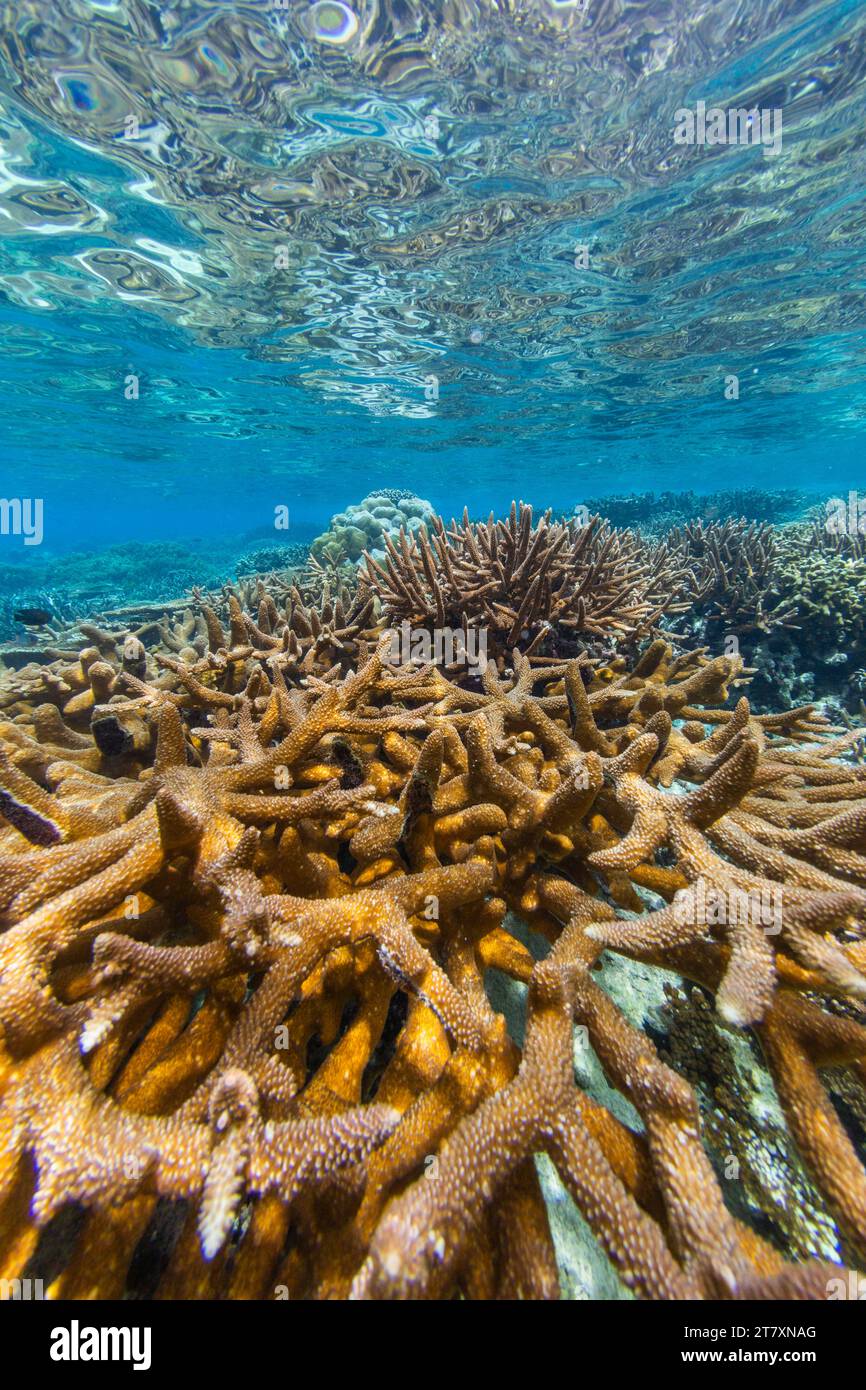 Üppiges Leben im kristallklaren Wasser in den flachen Riffen der Äquatorinseln, Raja Ampat, Indonesien, Südostasien, Asien Stockfoto