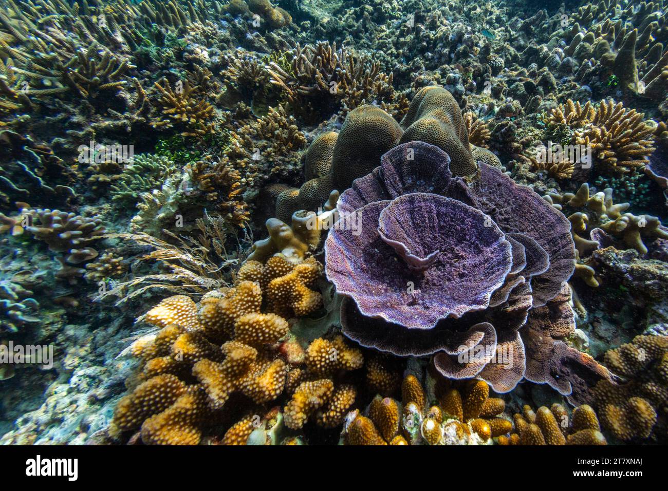 Üppiges Leben im kristallklaren Wasser in den flachen Riffen der Äquatorinseln, Raja Ampat, Indonesien, Südostasien, Asien Stockfoto