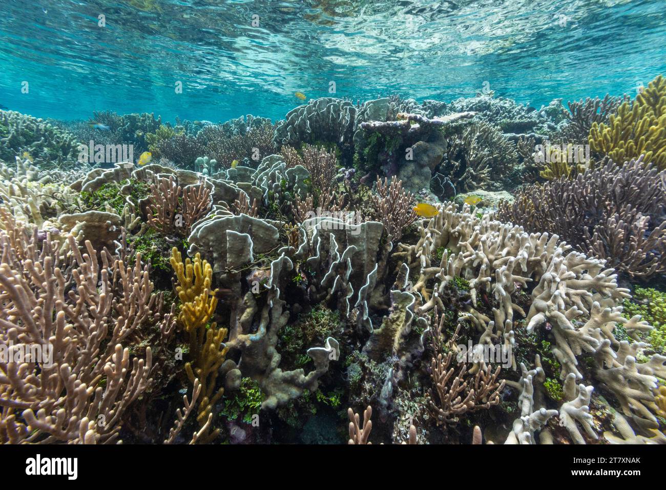 Üppiges Leben im kristallklaren Wasser in den flachen Riffen vor der Wayag Bay, Raja Ampat, Indonesien, Südostasien, Asien Stockfoto