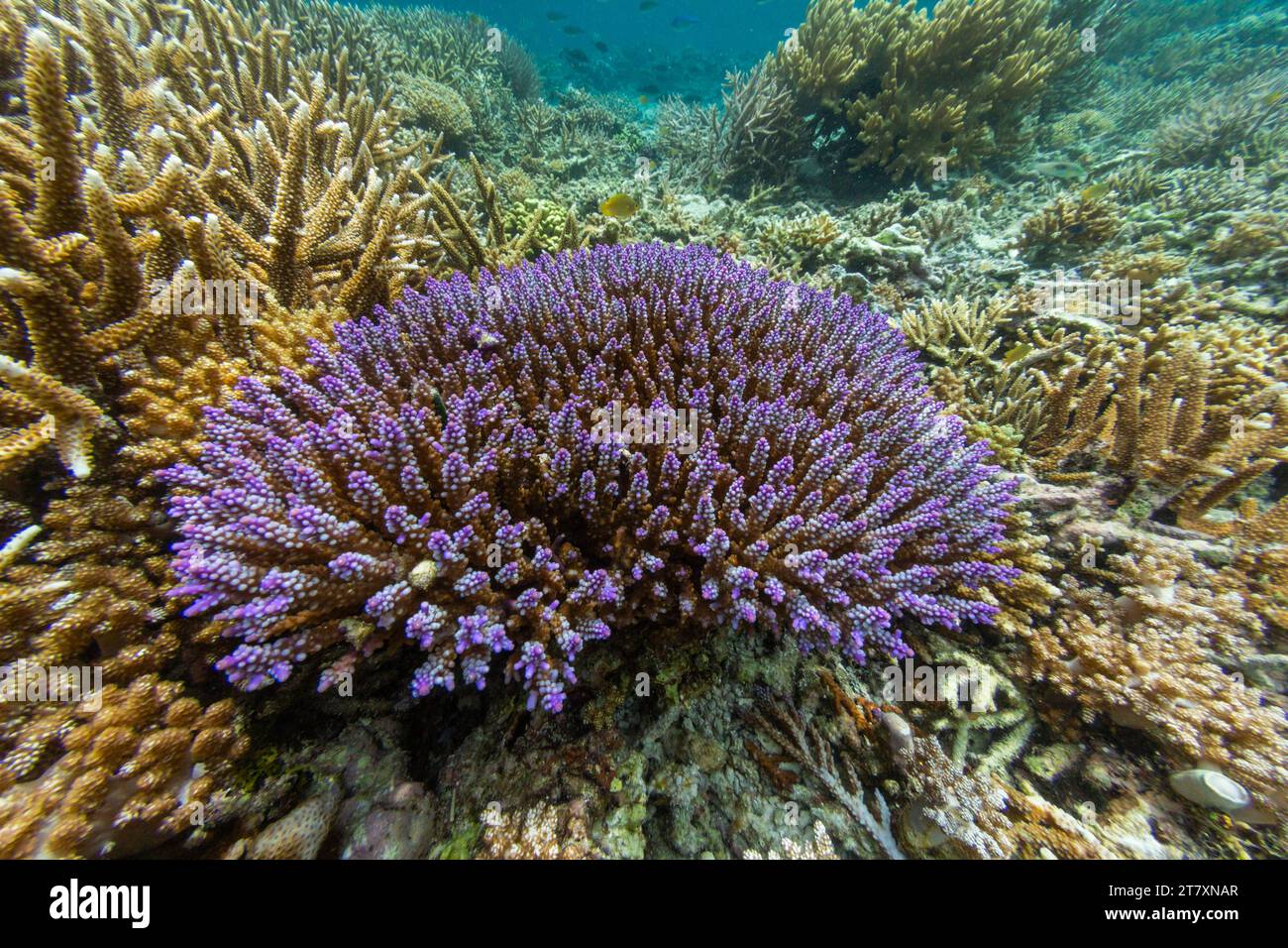 Üppiges Leben im kristallklaren Wasser in den flachen Riffen vor Sandy Beach, Manta Point, Raja Ampat, Indonesien, Südostasien, Asien Stockfoto