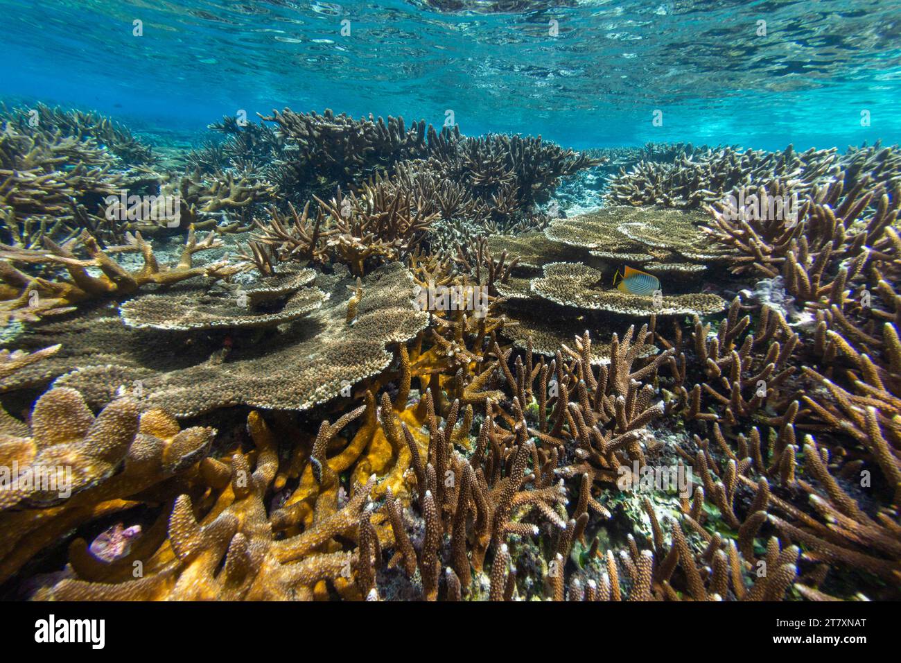 Üppiges Leben im kristallklaren Wasser in den flachen Riffen der Äquatorinseln, Raja Ampat, Indonesien, Südostasien, Asien Stockfoto