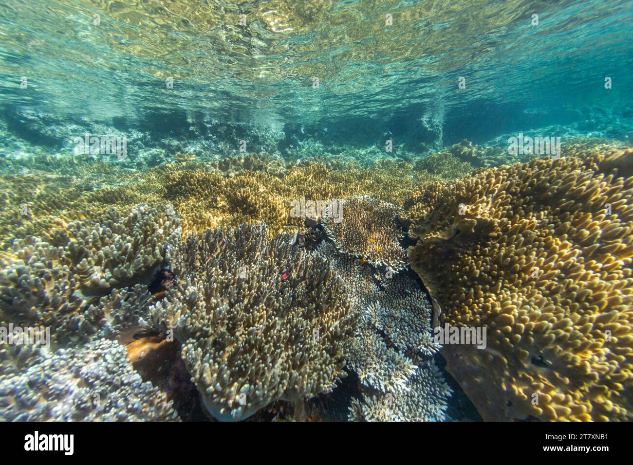 Üppiges Leben im kristallklaren Wasser in den flachen Riffen vor der Freewin Wall in der Nähe von Waigeo Island, Raja Ampat, Indonesien, Südostasien, Asien Stockfoto