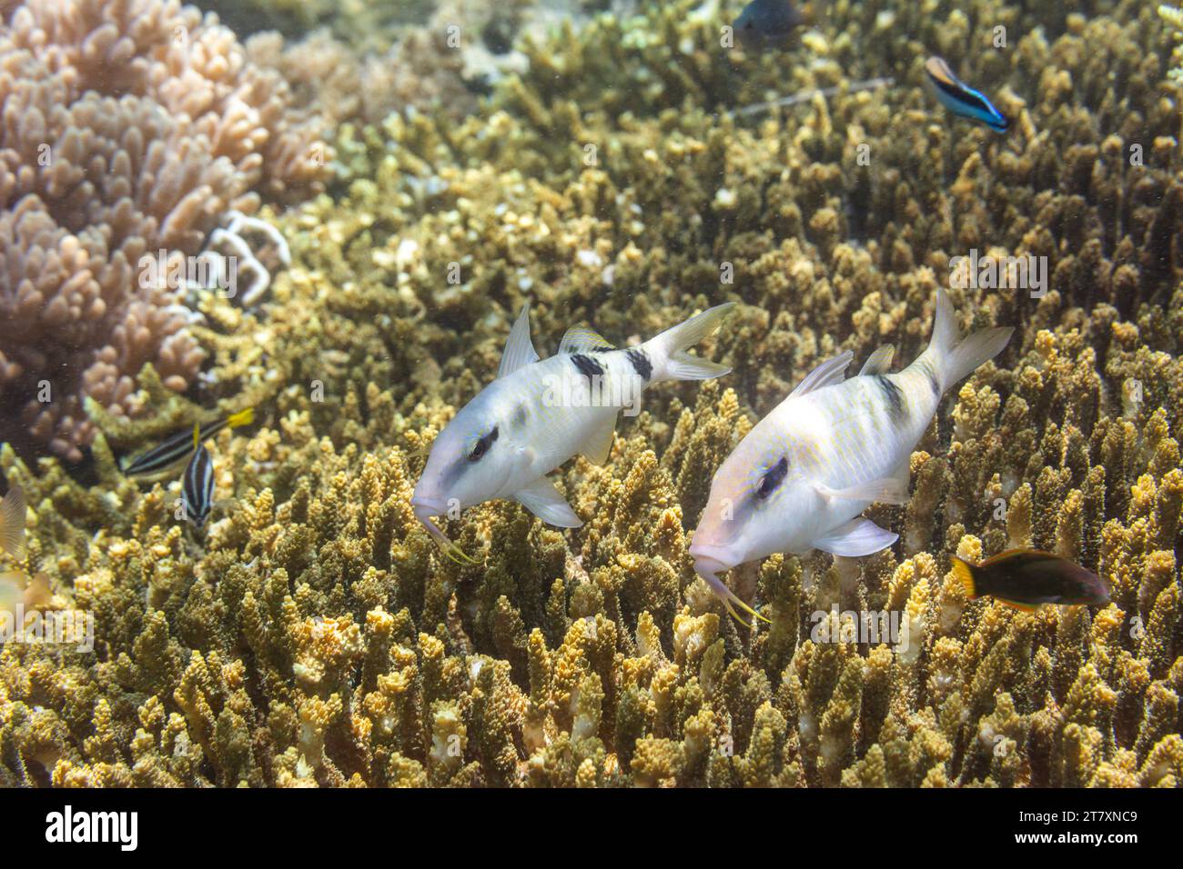 Ein Paar ausgewachsener Manybar-Ziegenfische (Parupeneus multifasciatus), vor der Insel Bangka, in der Nähe von Manado, Sulawesi, Indonesien, Südostasien, Asien Stockfoto