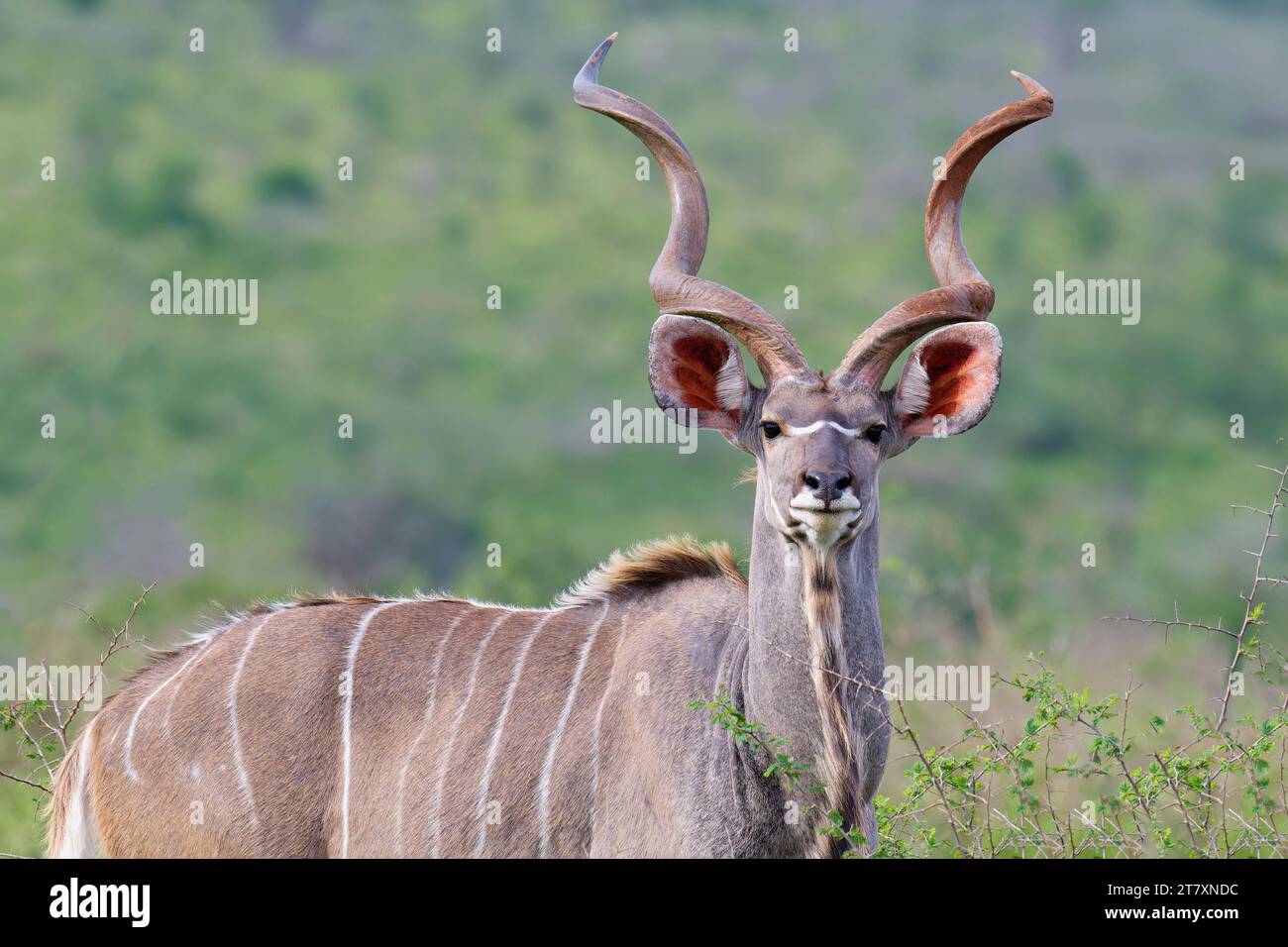 Männlicher Großkudu (Tragelaphus strepsiceros) in der Savanne, Provinz KwaZulu Natal, Südafrika, Afrika Stockfoto