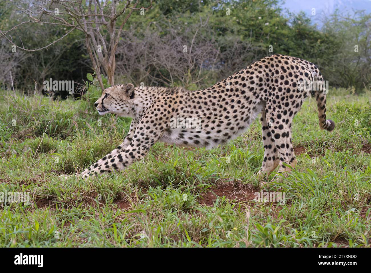 Junger südafrikanischer Gepard (Acinonyx jubatus jubatus) erstreckt sich in der Savanne, Provinz KwaZulu Natal, Südafrika, Afrika Stockfoto