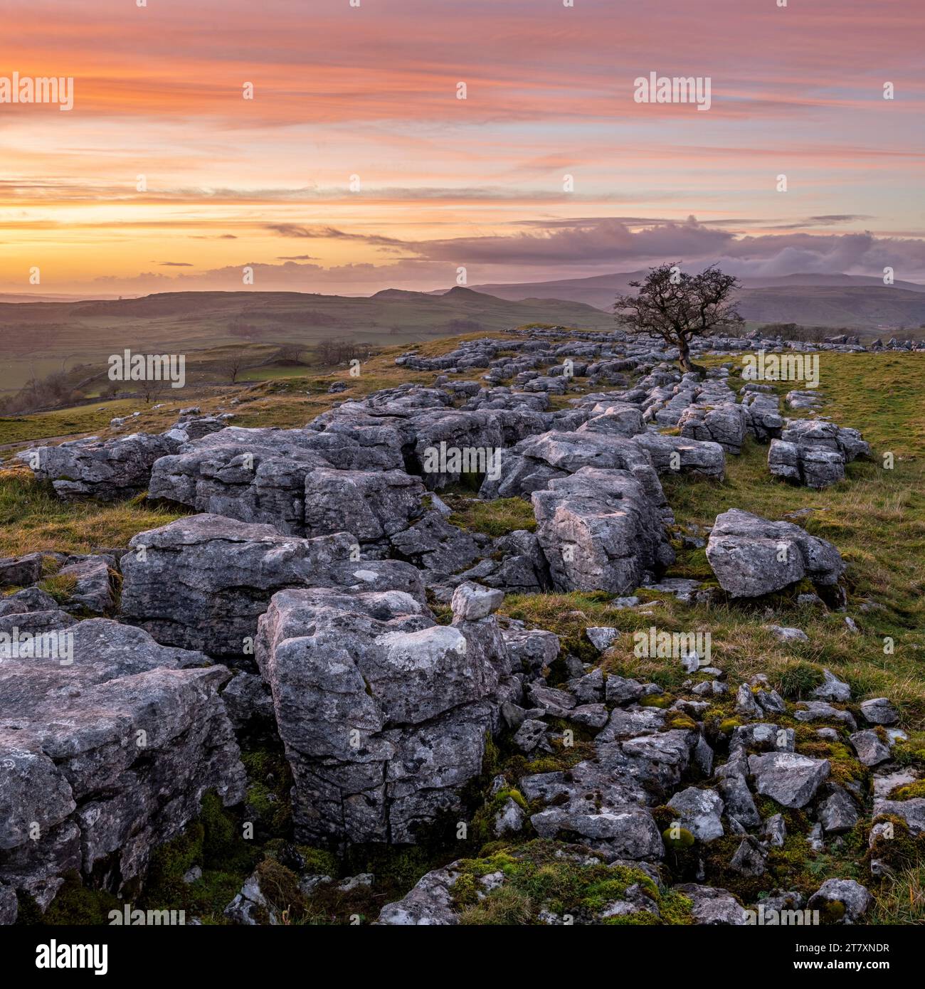 Winskill Stones Nature Reserve and Hawthorn at Sunset, Yorkshire Dales, Yorkshire, England, Vereinigtes Königreich, Europa Stockfoto