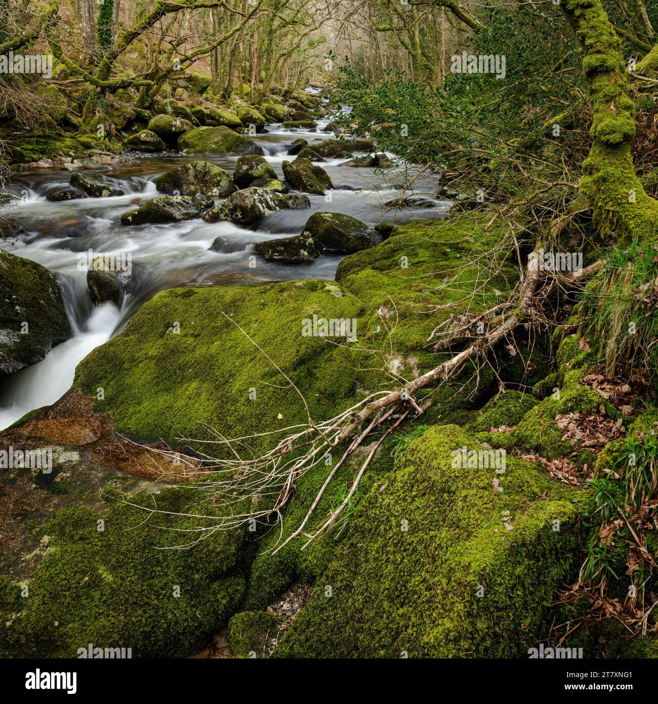Moosbedeckte Felsbrocken und Bäume entlang des Flusses Plym, Dewerstone, Dartmoor National Park, Devon, England, Vereinigtes Königreich, Europa Stockfoto