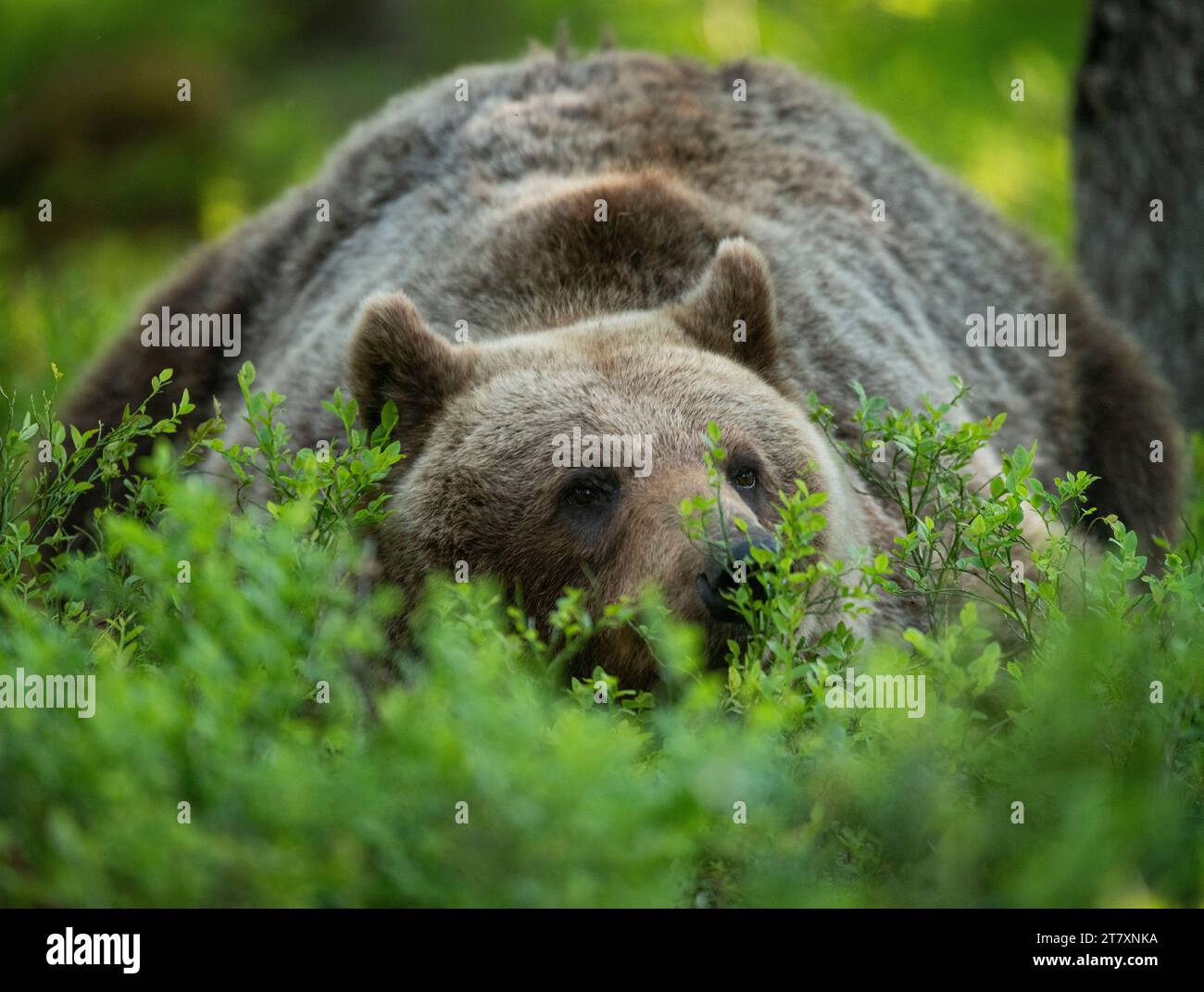 Eurasischer Braunbär (Ursus arctos arctos), der im Wald liegt, Finnland, Europa Stockfoto