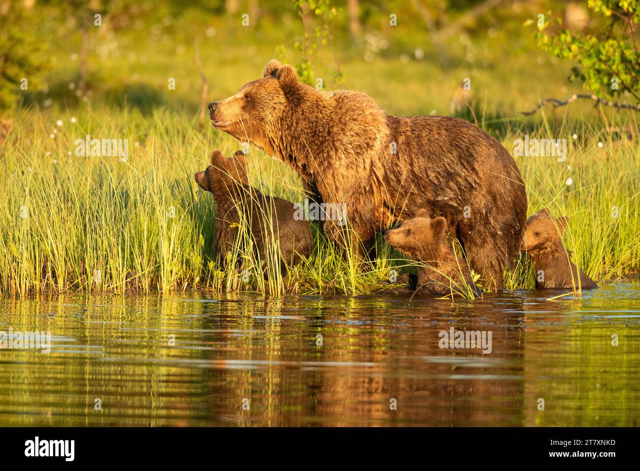 Eurasischer Braunbär (Ursus arctos arctos) erwachsenes Weibchen mit Jungen, aus dem See, Finnland, Europa Stockfoto