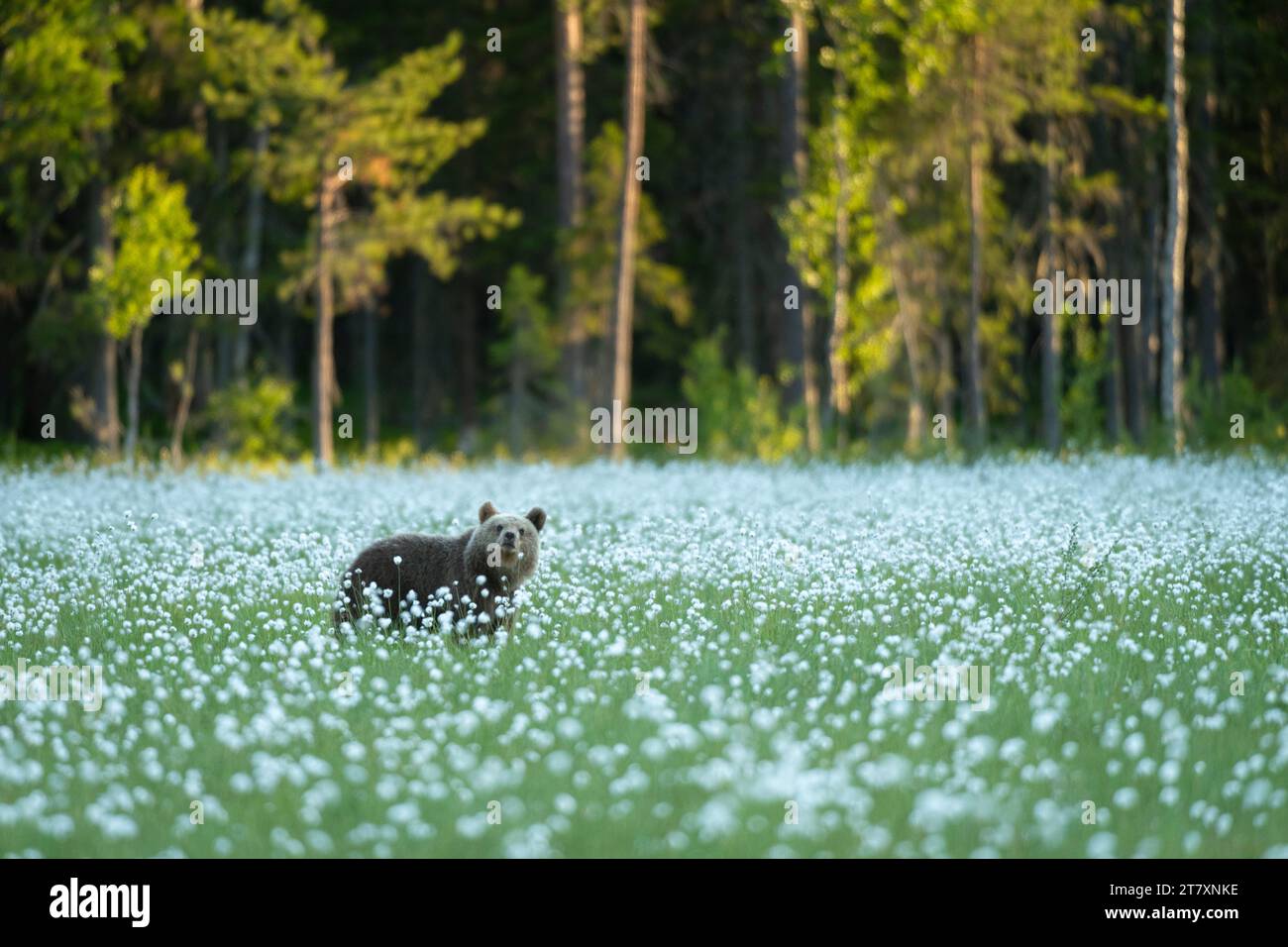 Eurasischer Braunbär (Ursus arctos arctos), der auf einer Baumwoll-Graswiese steht, Finnland, Europa Stockfoto